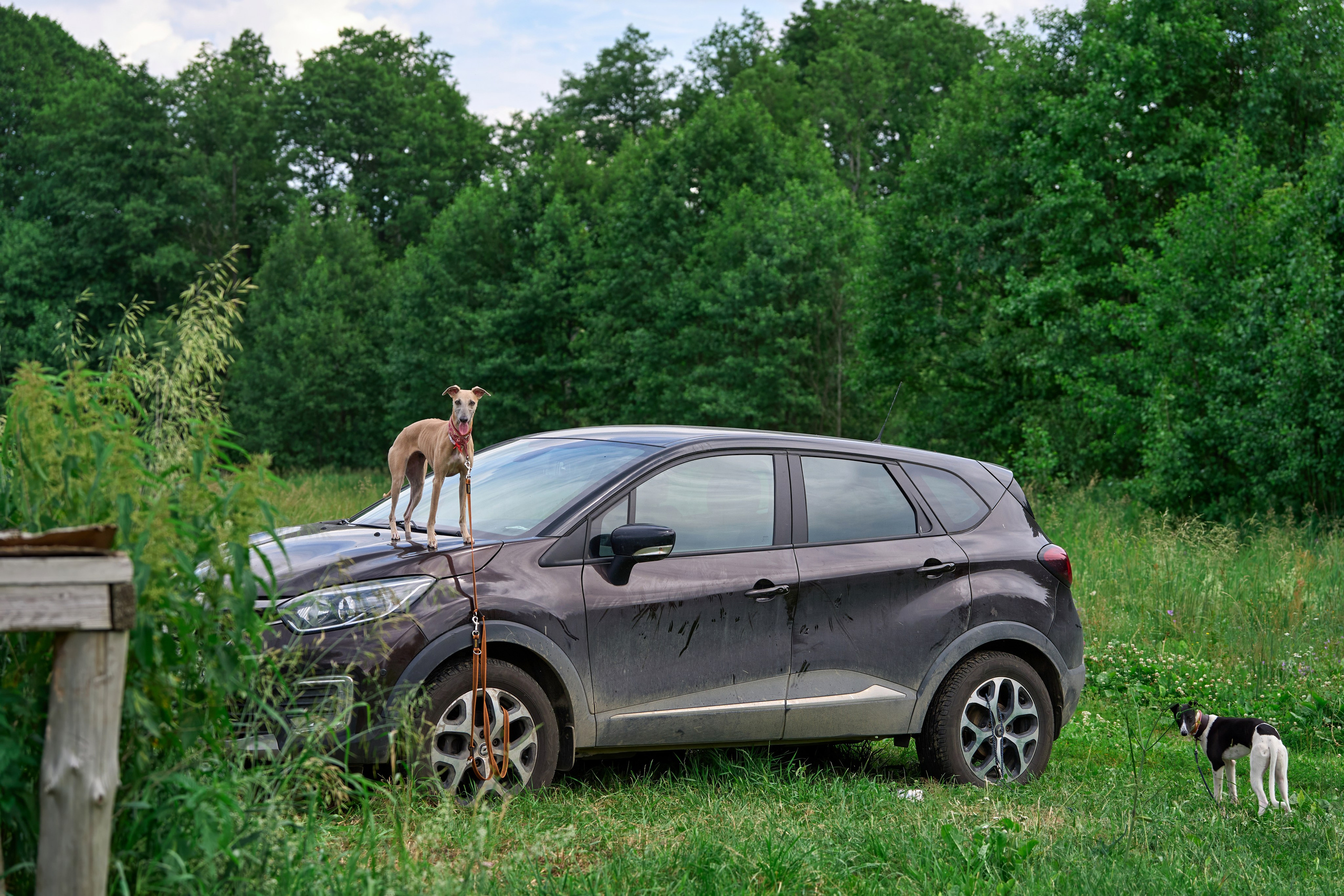 Тренировка по курсингу в Донино. Фотограф-анималист Михаил Манухин