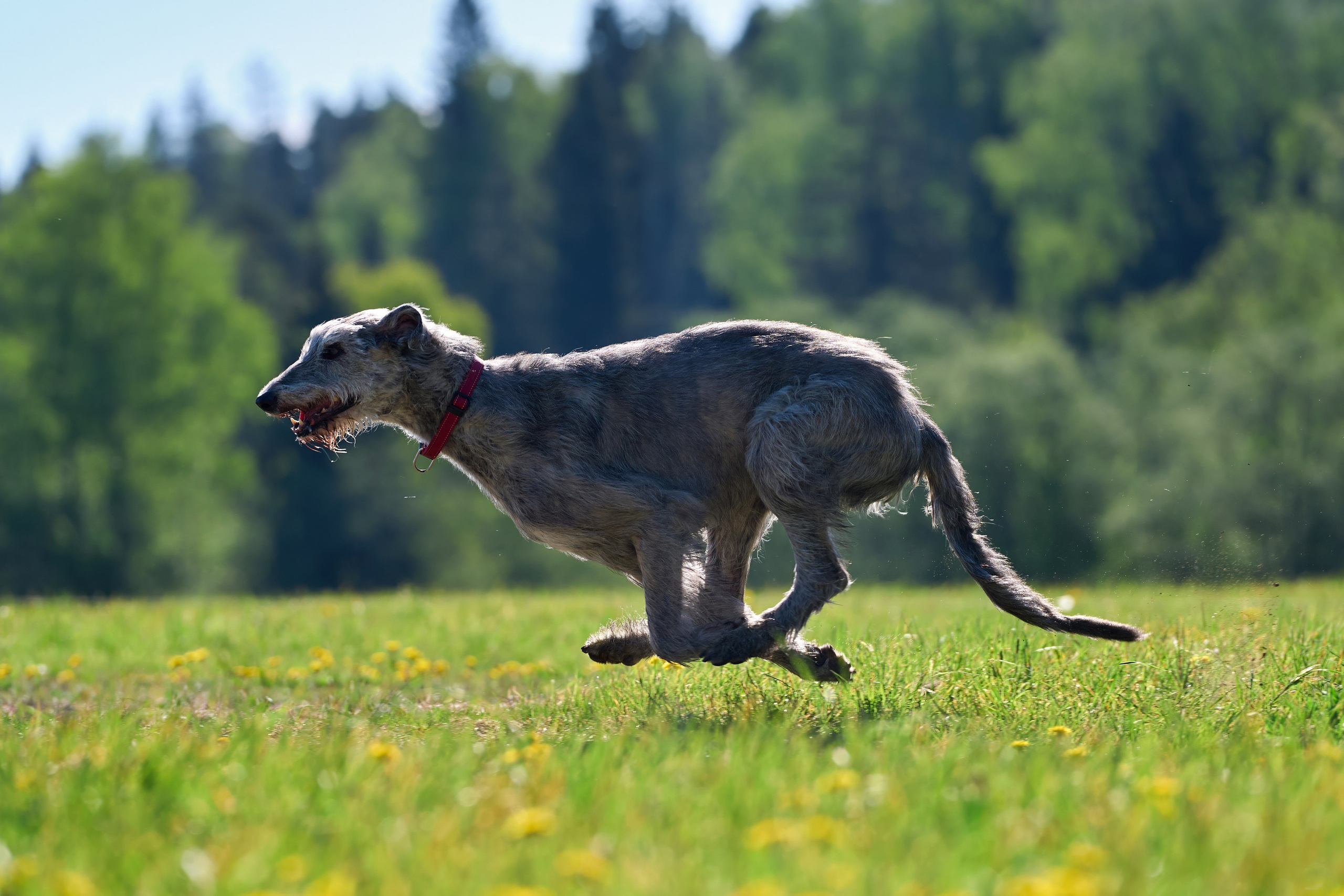 Тренировка по курсингу «на Ярославке». Фотограф-анималист Михаил Манухин