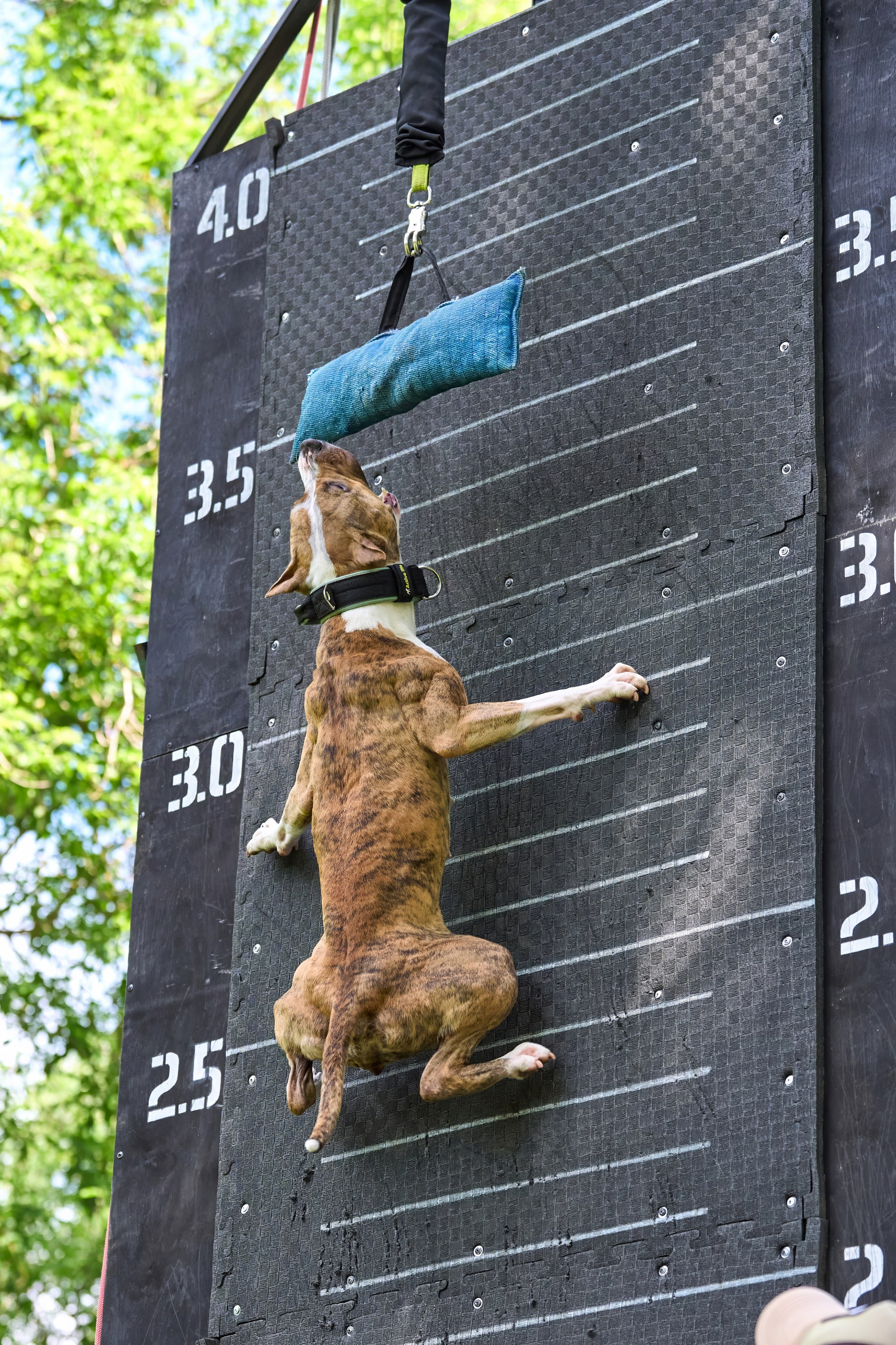 Двухдневные соревнования «Jump'n'Gym Fest — 2024». Фотограф-анималист Михаил Манухин