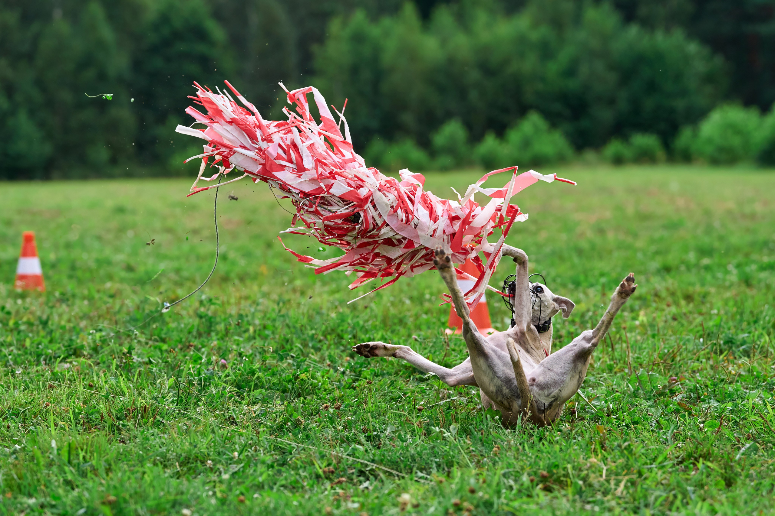 Тренировка в Донино. Фотограф-анималист Михаил Манухин