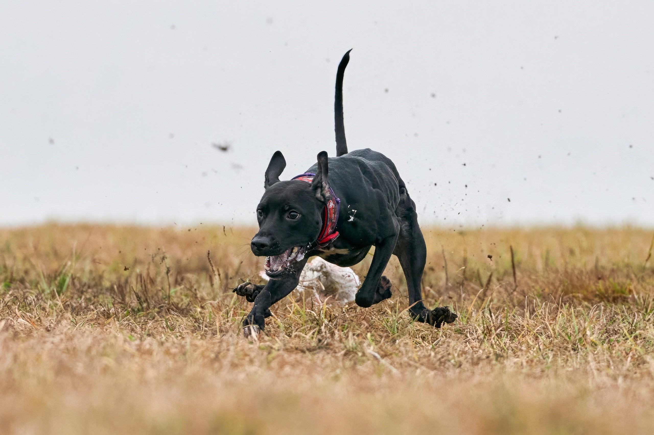 Состязания свор «Тройки». Фотограф-анималист Михаил Манухин