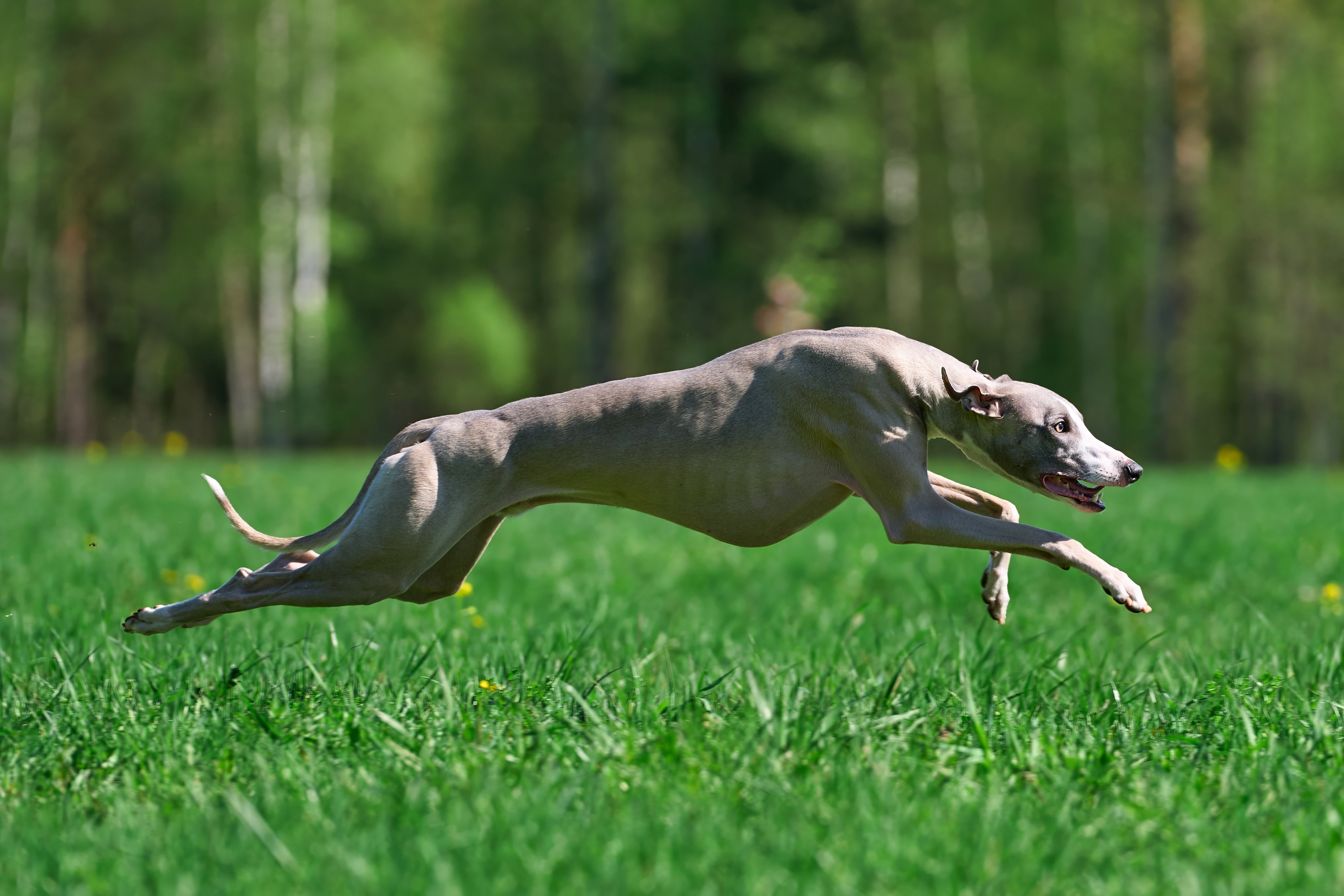 Тренировка по курсингу Донино. Фотограф-анималист Михаил Манухин