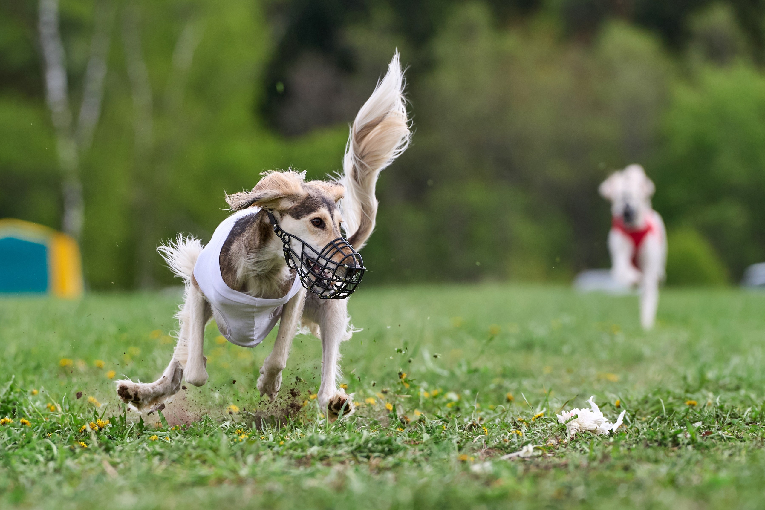 ПЧРКФ по курсингу. Фотограф-анималист Михаил Манухин