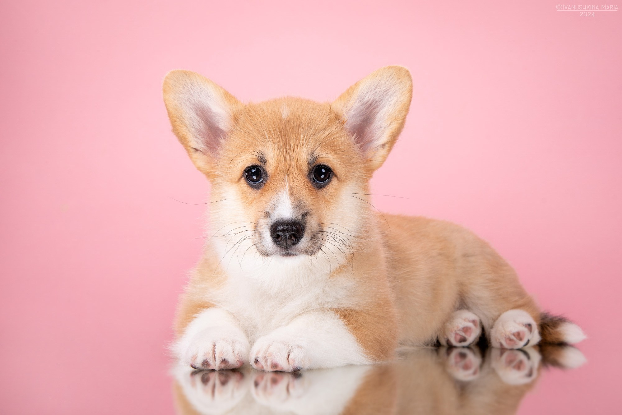 Фотосессия щенков на фонах. Фотограф собак в Москве и Московской области Иванушкина Мария