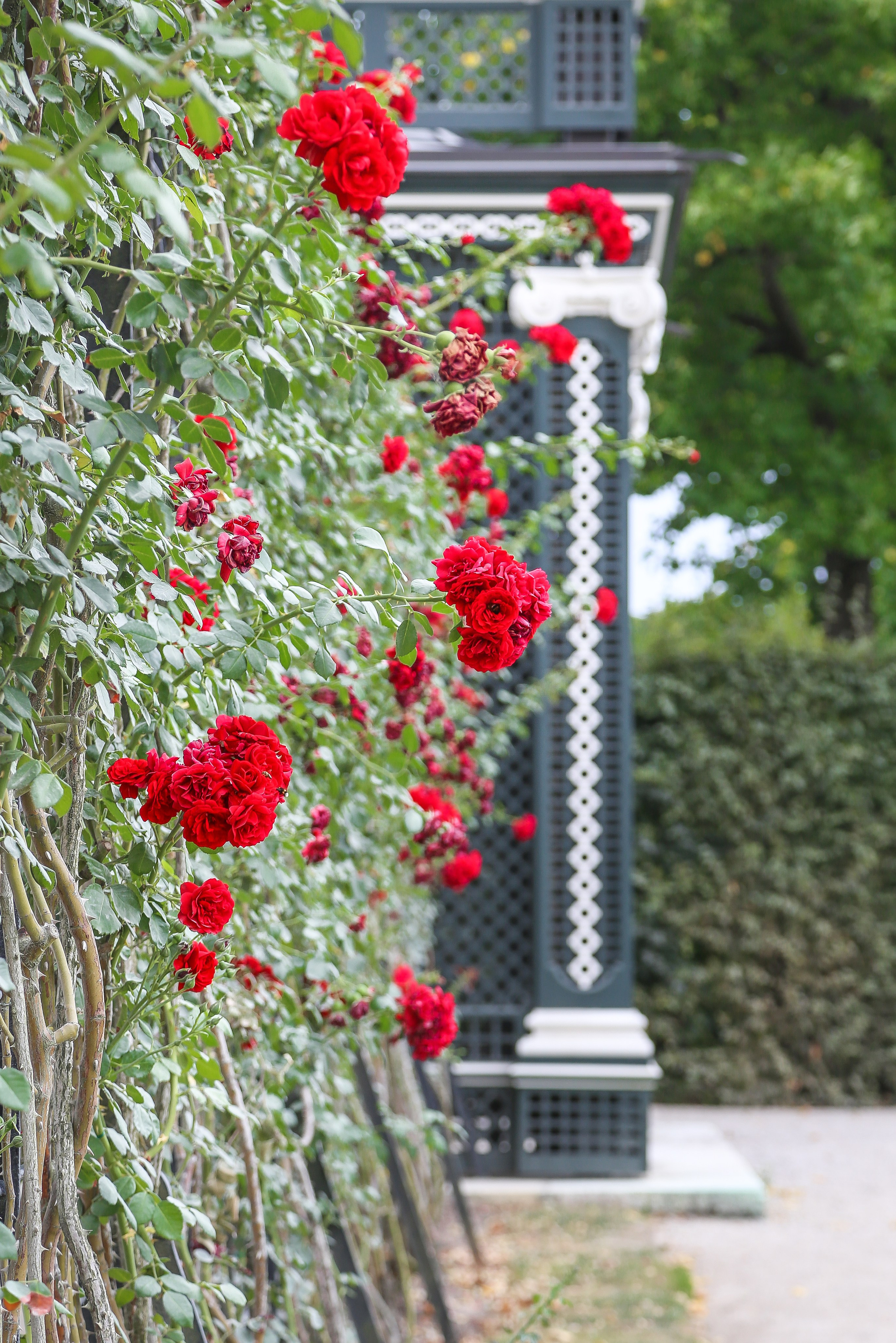 Австрия: Вена — знакомство. Дарья Письменюк / Darya Leitstern — фотограф, музыкант, журналист, путешественник