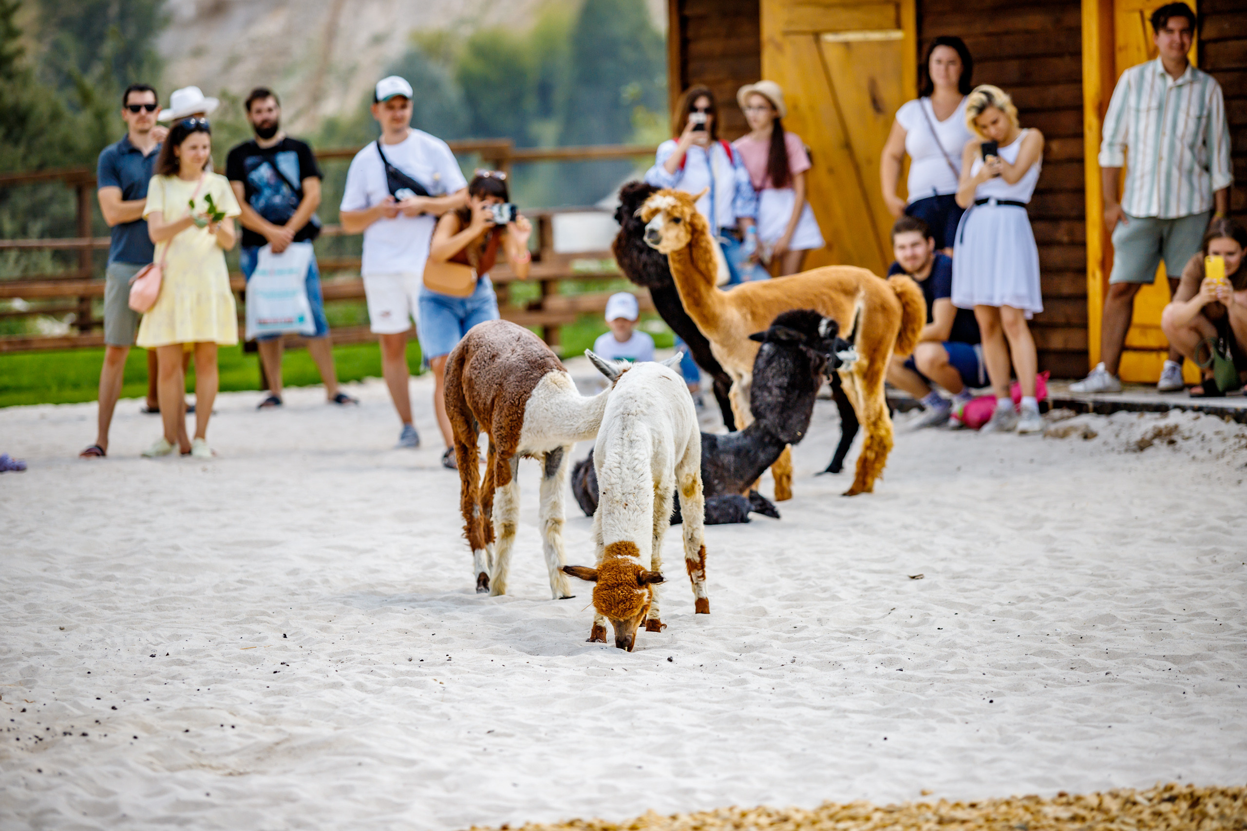 Альпака-парк, анонс. Марк Шишкин — репортажный фотограф в Воронеже и России