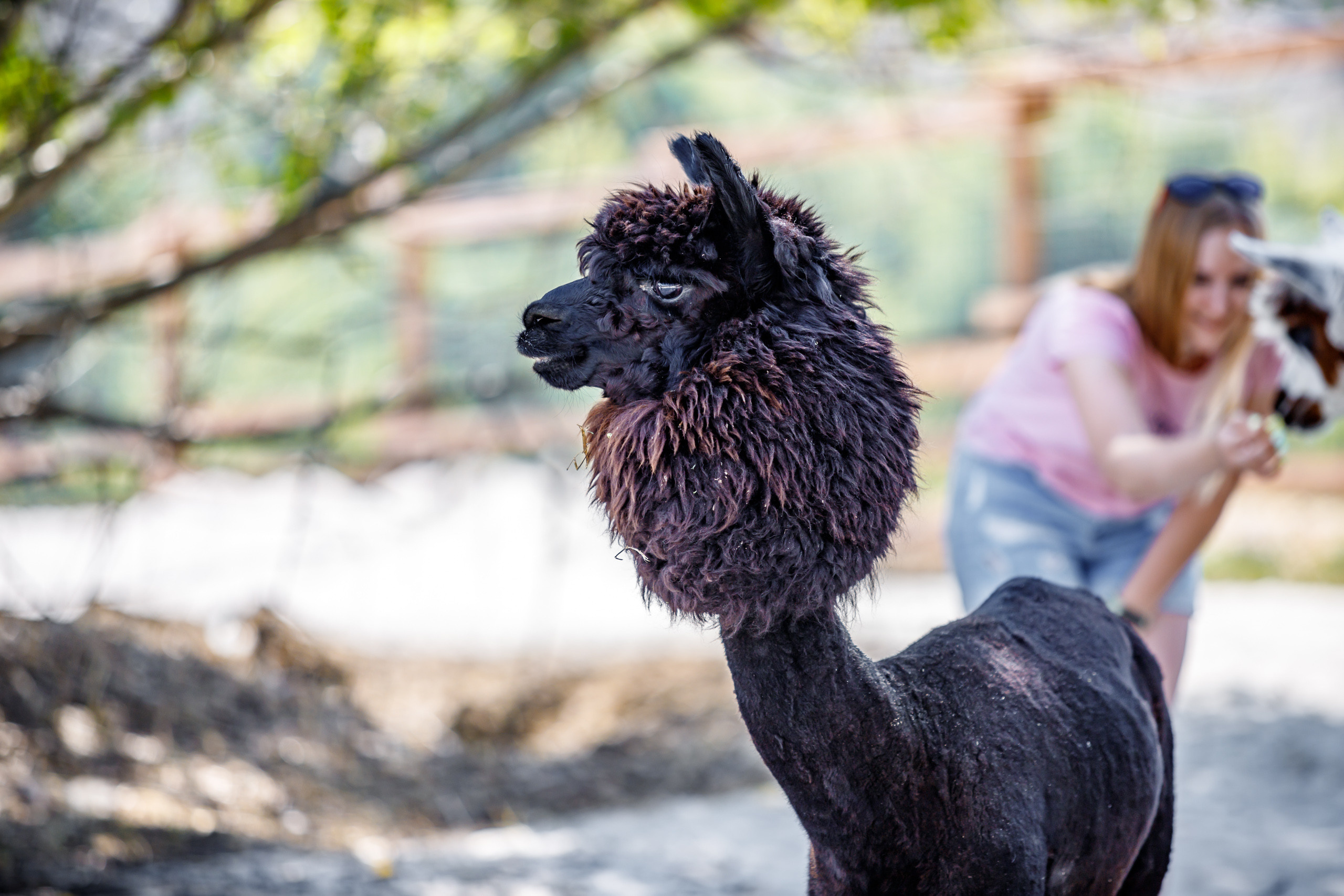 Альпака-парк, анонс. Марк Шишкин — репортажный фотограф в Воронеже и России