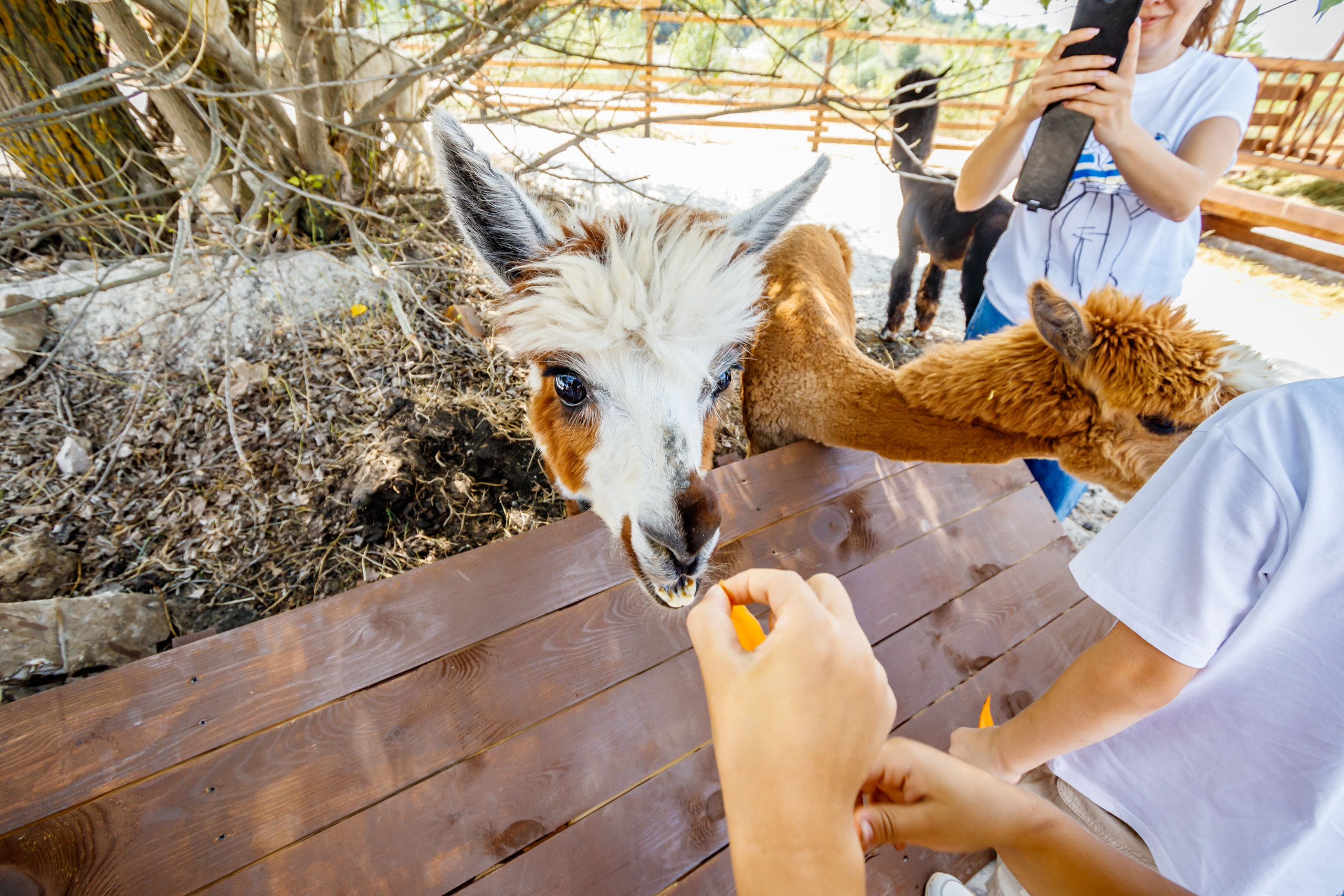 Альпака-парк, анонс. Марк Шишкин — репортажный фотограф в Воронеже и России