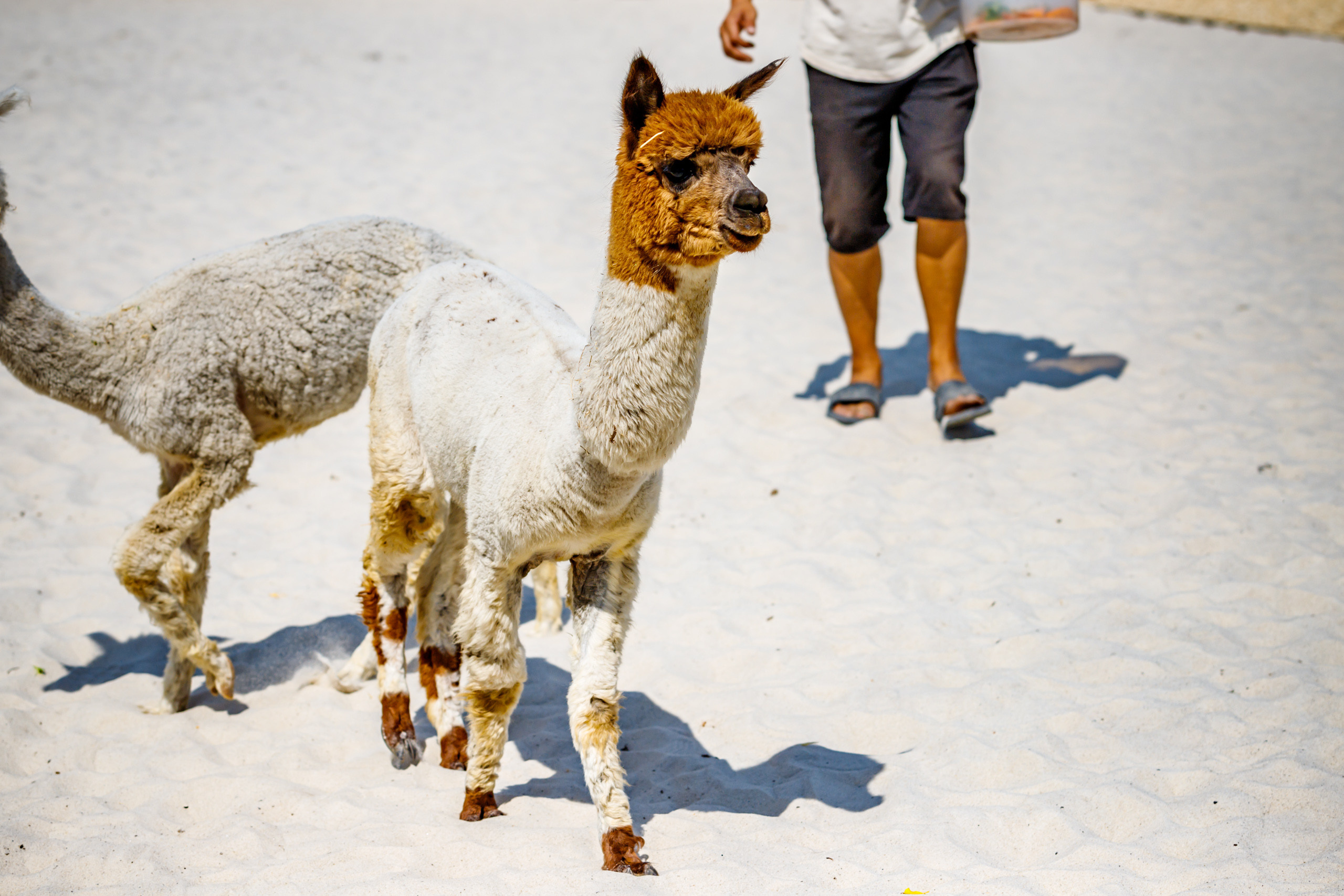 Альпака-парк, анонс. Марк Шишкин — репортажный фотограф в Воронеже и России