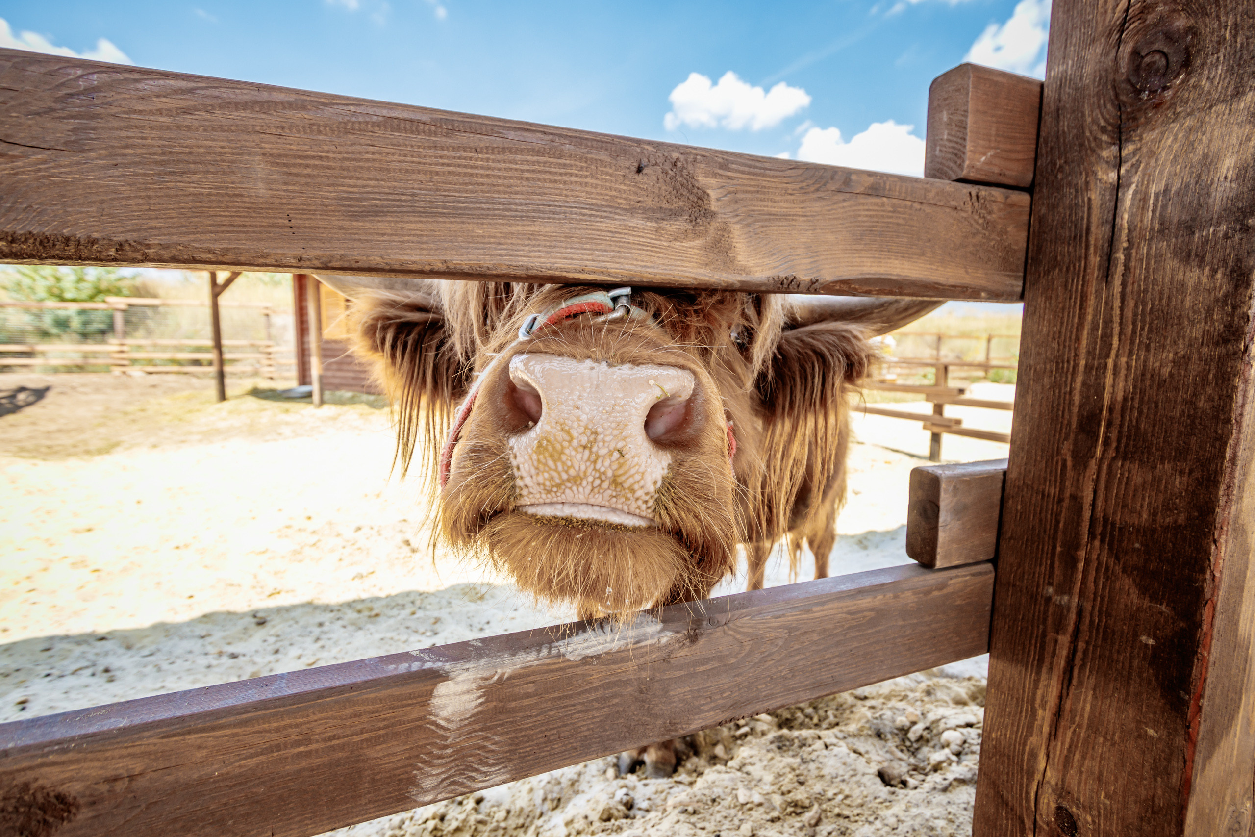 Альпака-парк, анонс. Марк Шишкин — репортажный фотограф в Воронеже и России