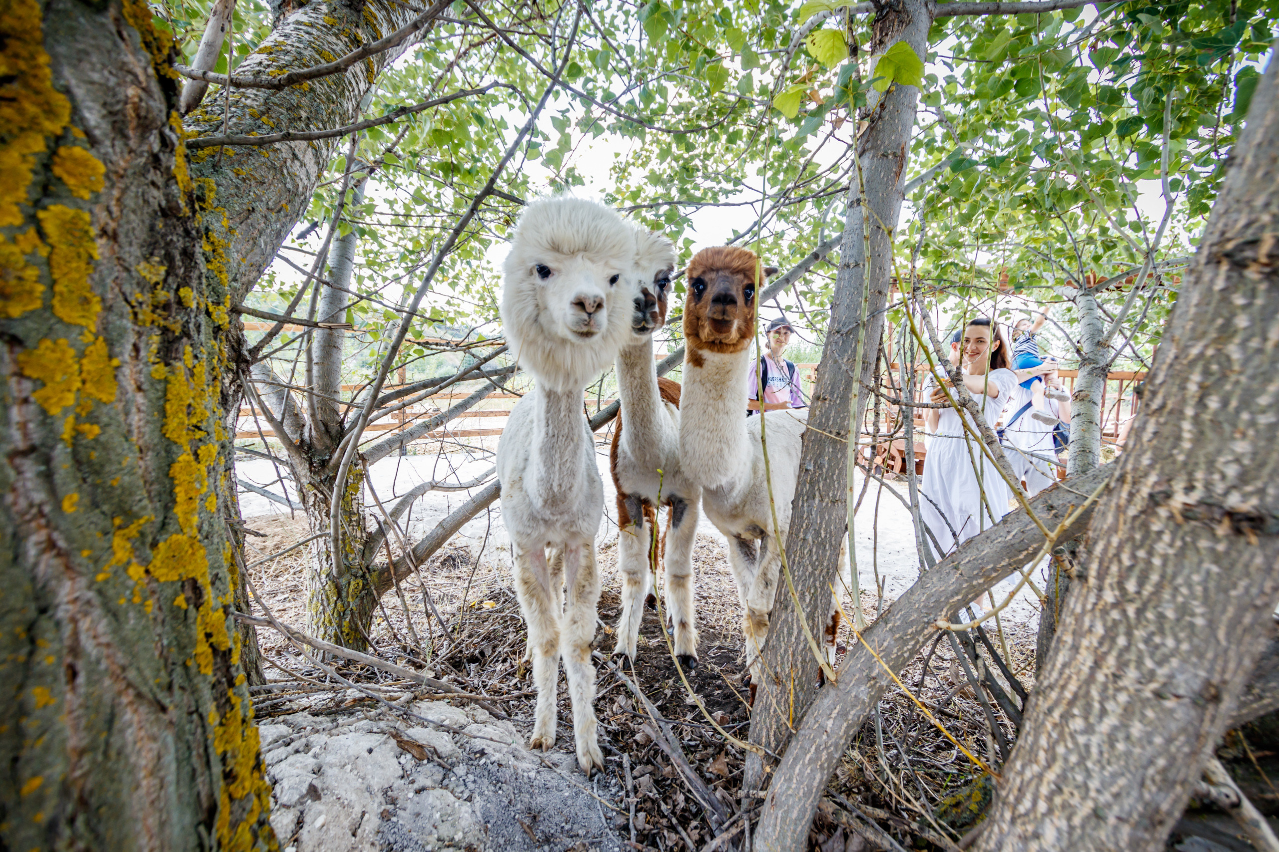 Альпака-парк, анонс. Марк Шишкин — репортажный фотограф в Воронеже и России