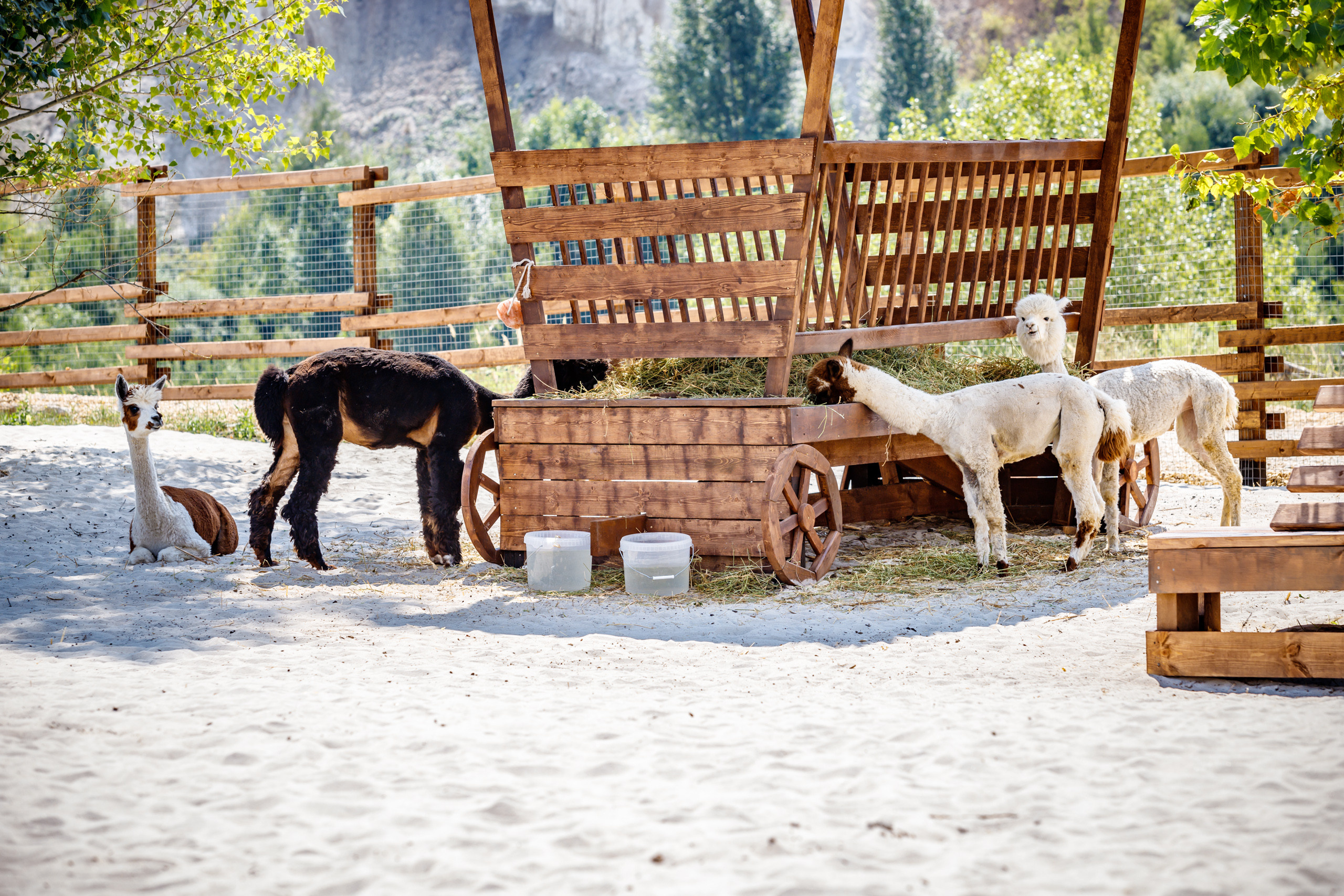 Альпака-парк, анонс. Марк Шишкин — репортажный фотограф в Воронеже и России