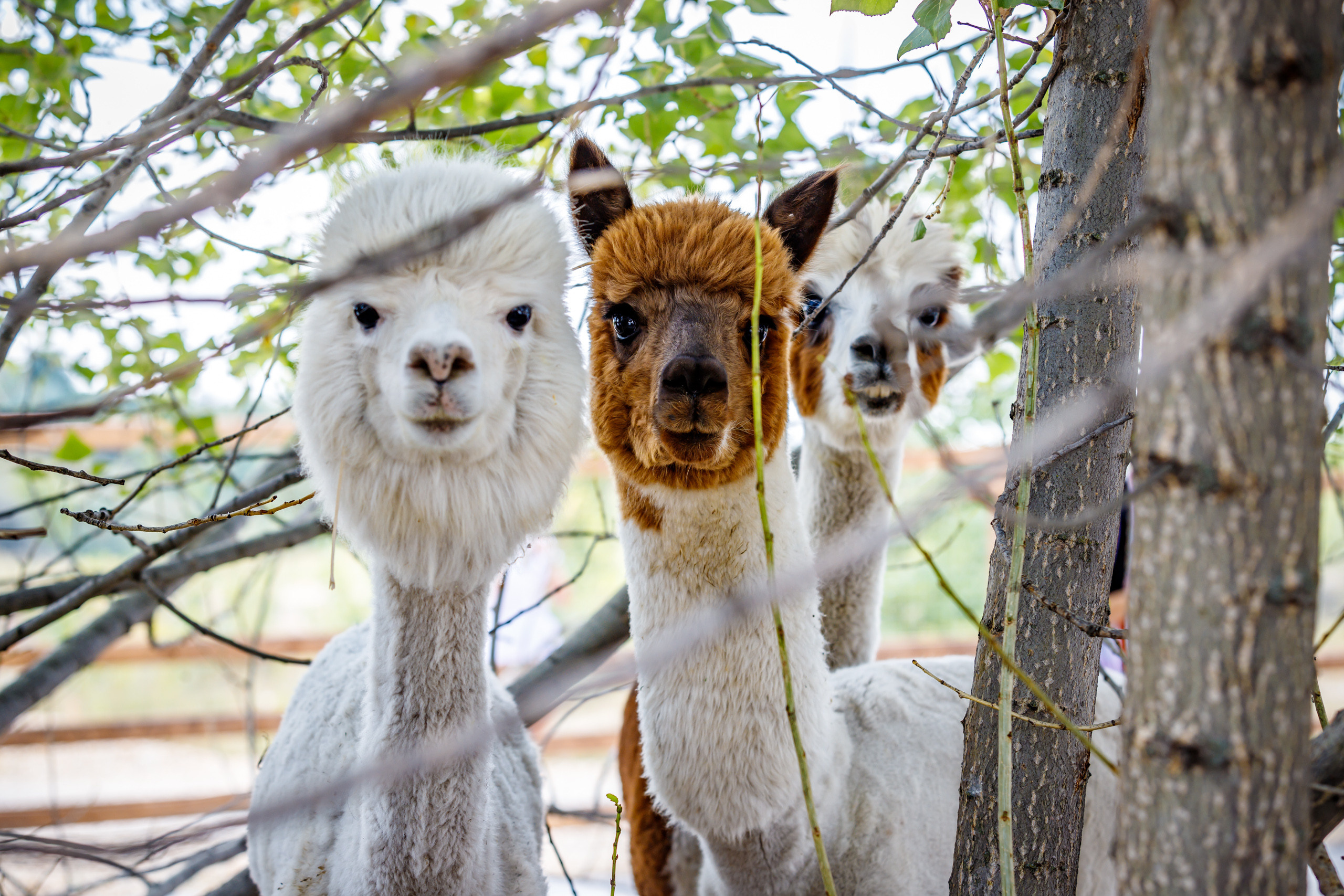 Альпака-парк, анонс. Марк Шишкин — репортажный фотограф в Воронеже и России