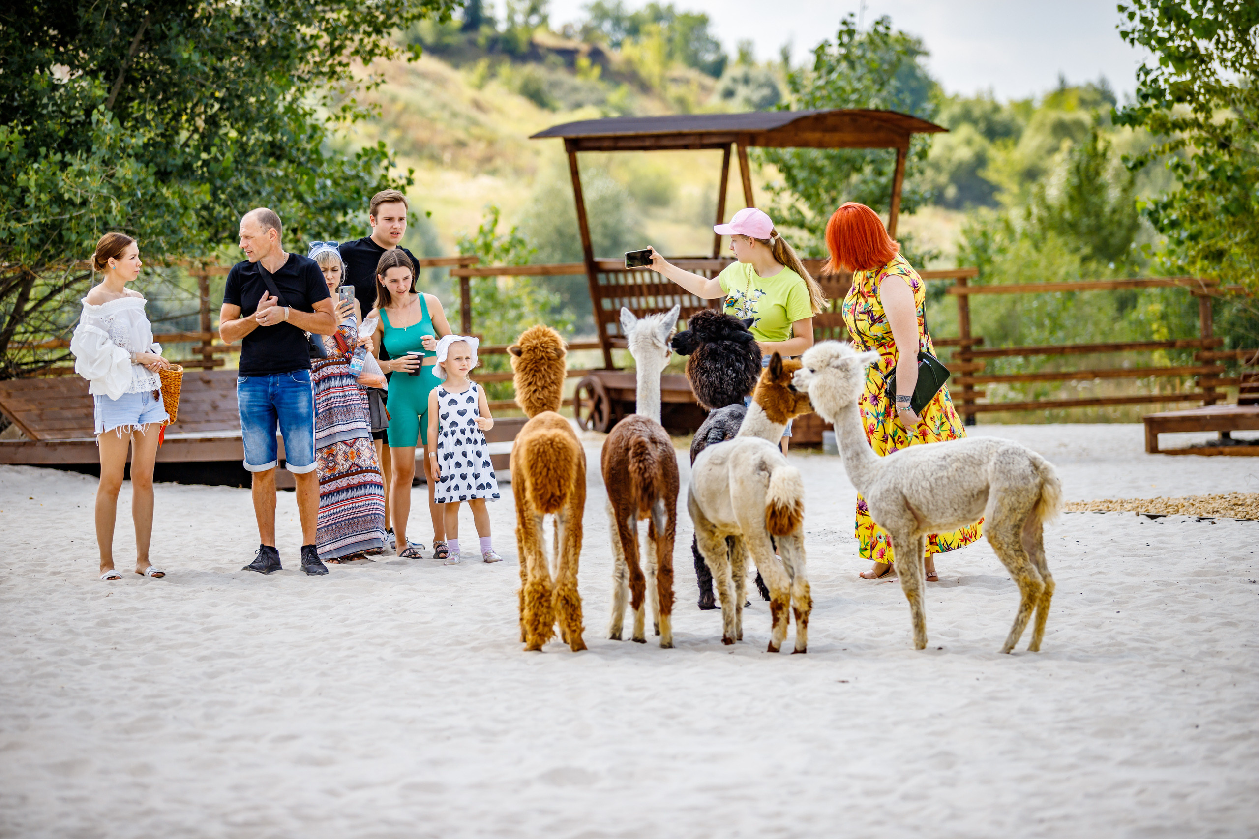Альпака-парк, анонс. Марк Шишкин — репортажный фотограф в Воронеже и России