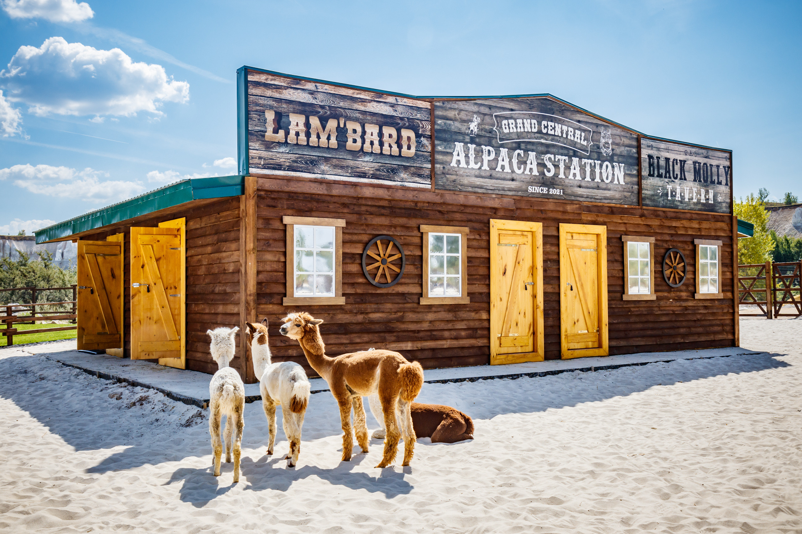 Альпака-парк, анонс. Марк Шишкин — репортажный фотограф в Воронеже и России
