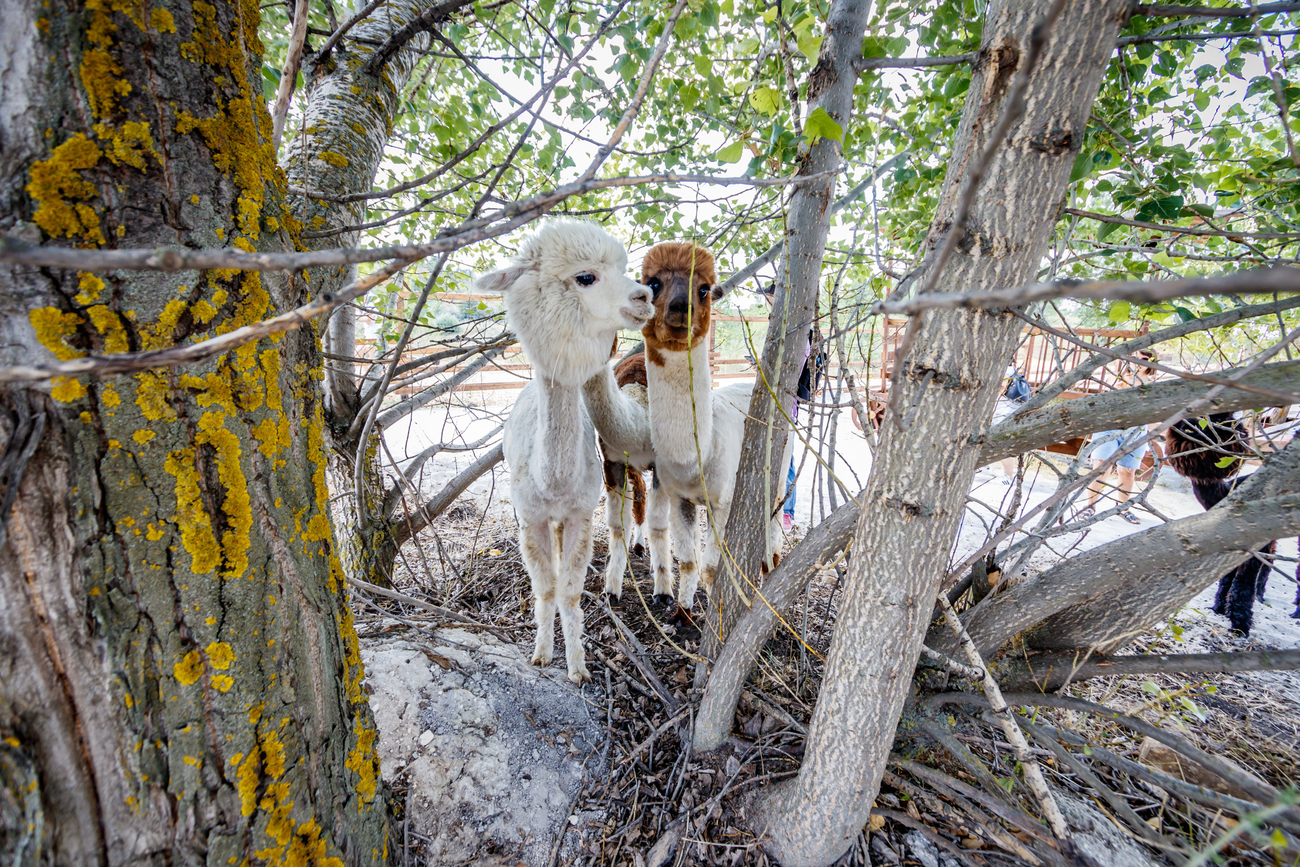 Альпака-парк, анонс. Марк Шишкин — репортажный фотограф в Воронеже и России