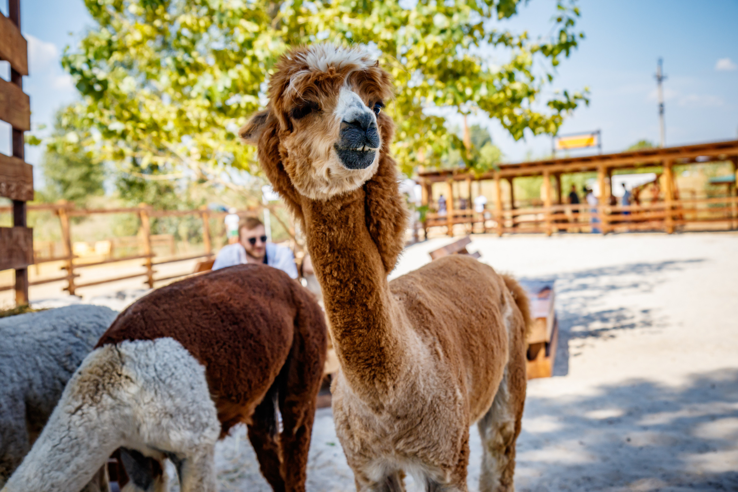 Альпака-парк, анонс. Марк Шишкин — репортажный фотограф в Воронеже и России