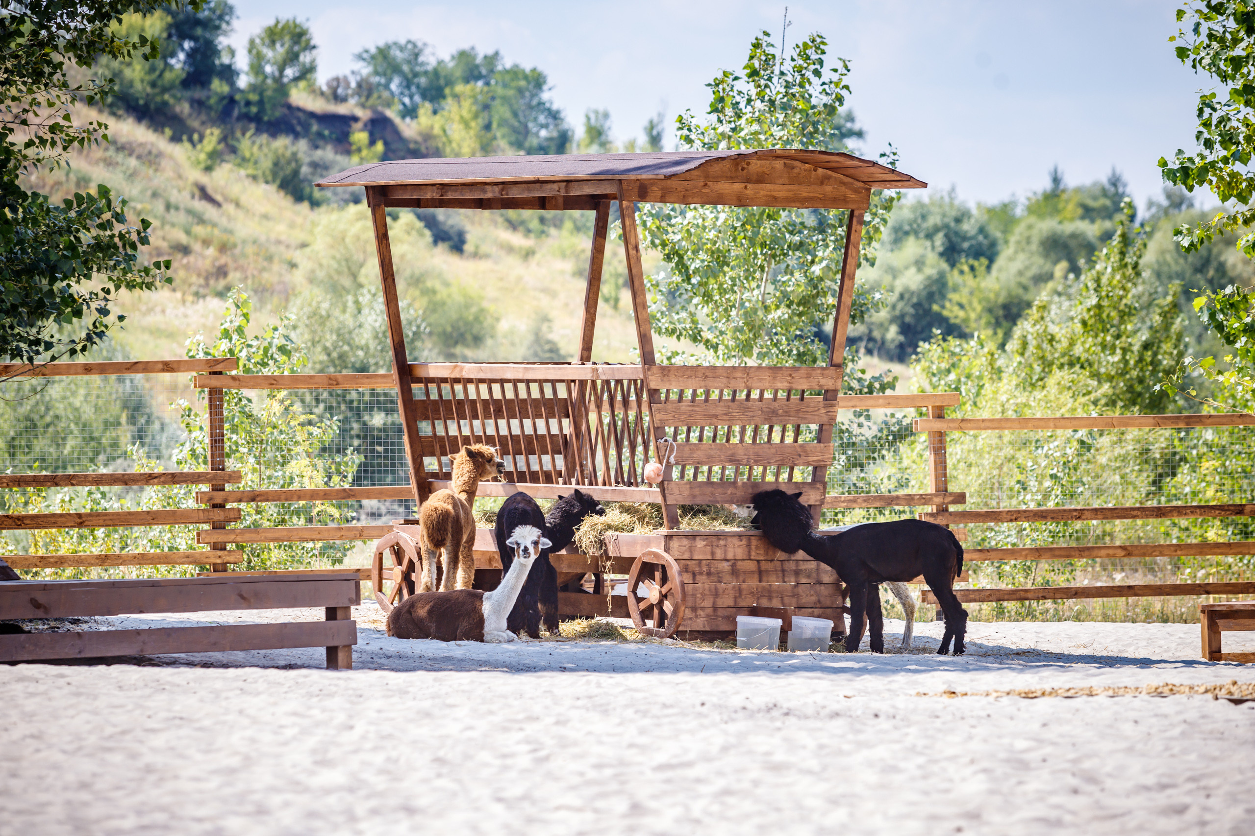 Альпака-парк, анонс. Марк Шишкин — репортажный фотограф в Воронеже и России