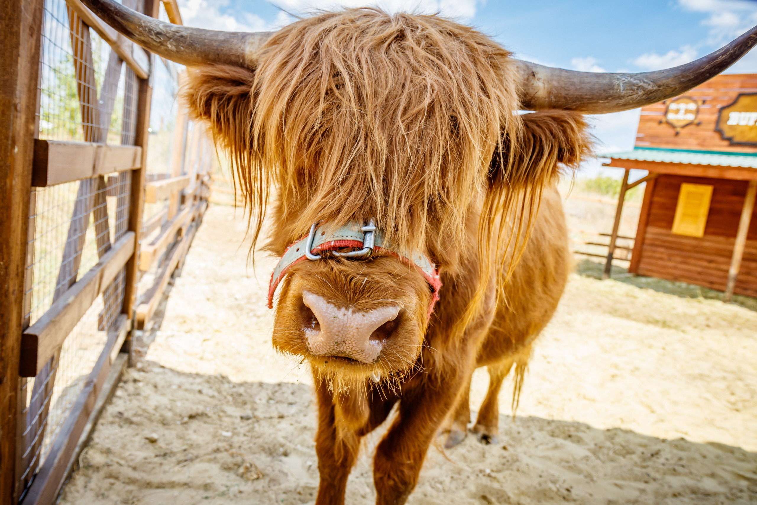 Альпака-парк, анонс. Марк Шишкин — репортажный фотограф в Воронеже и России