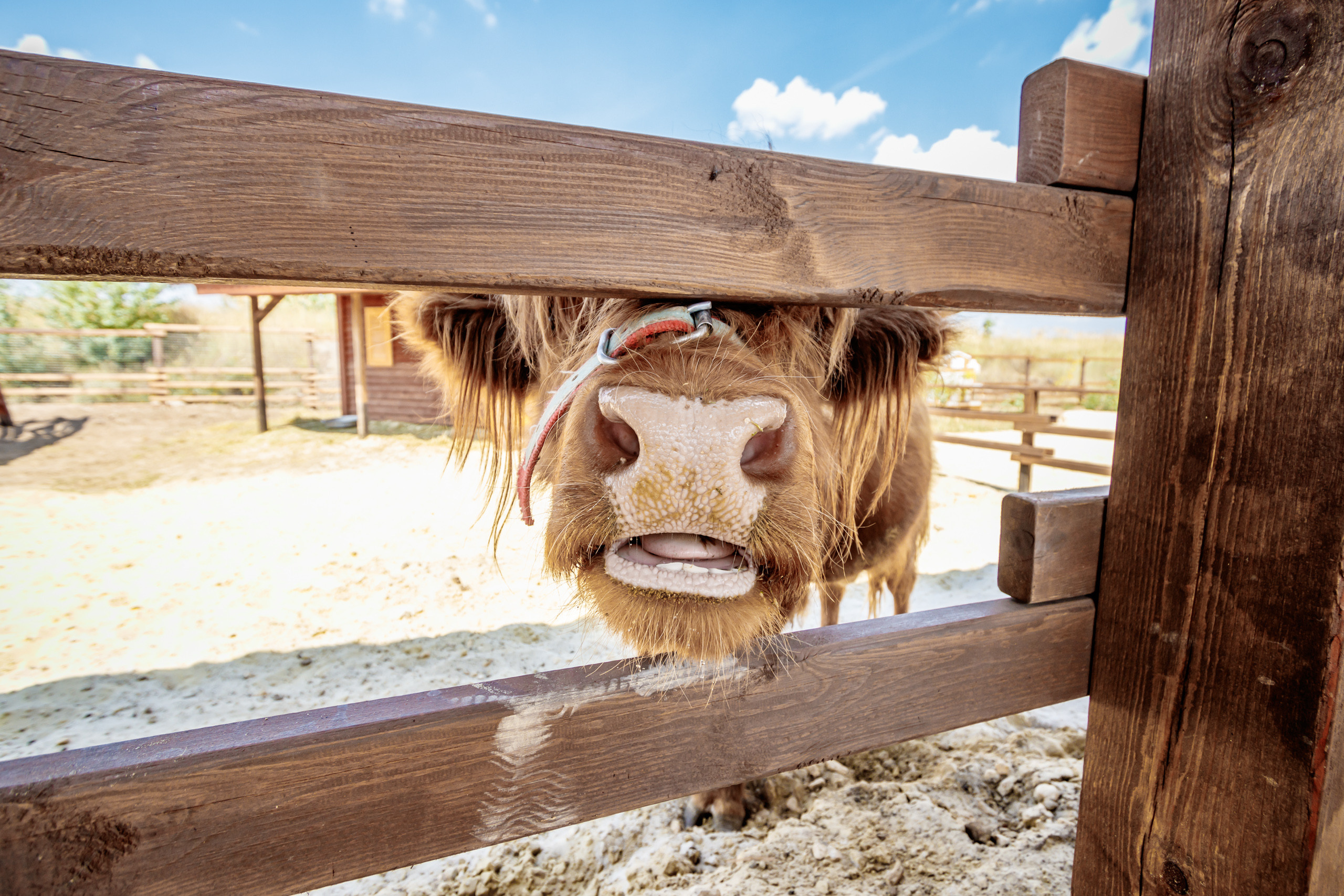 Альпака-парк, анонс. Марк Шишкин — репортажный фотограф в Воронеже и России