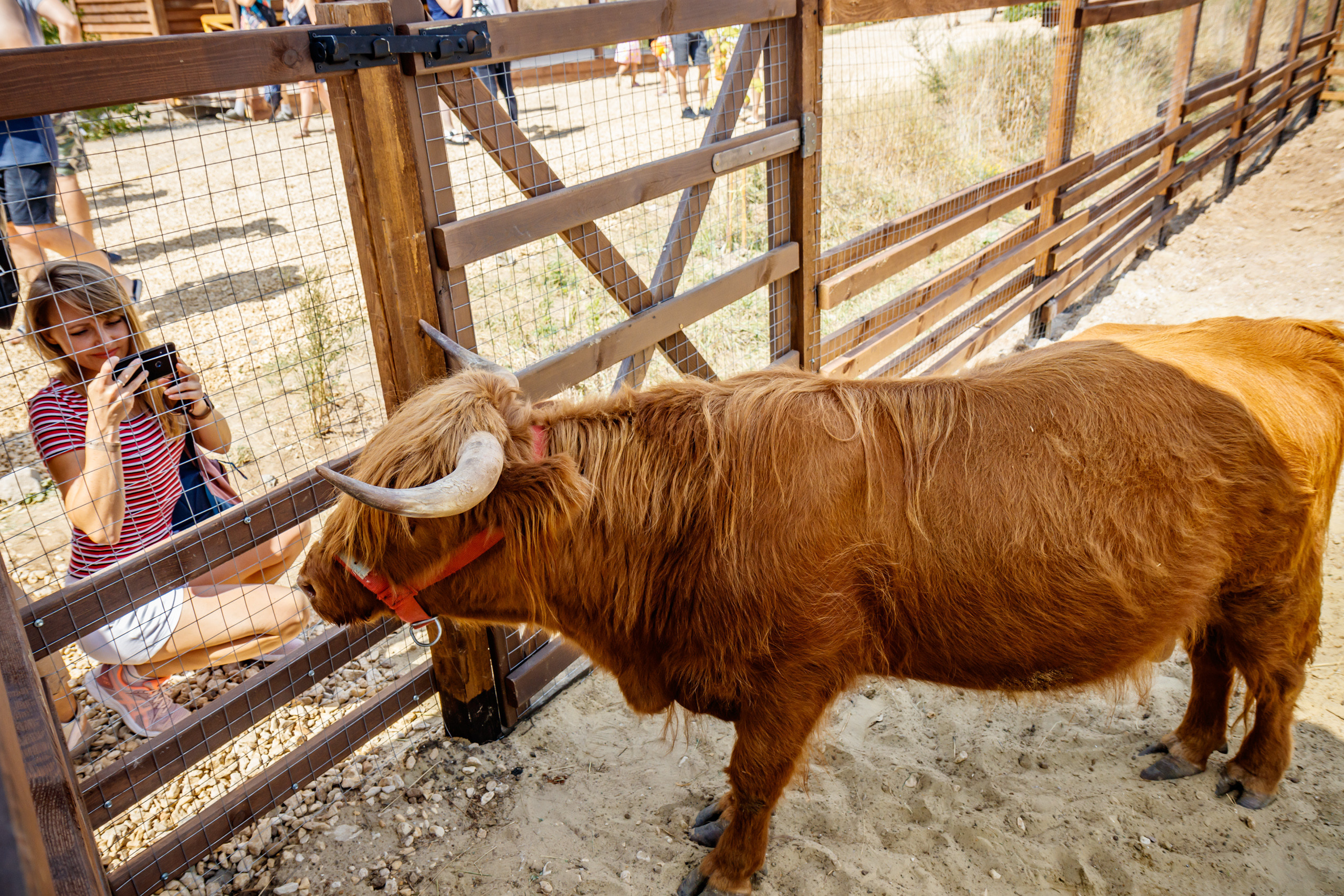 Альпака-парк, анонс. Марк Шишкин — репортажный фотограф в Воронеже и России