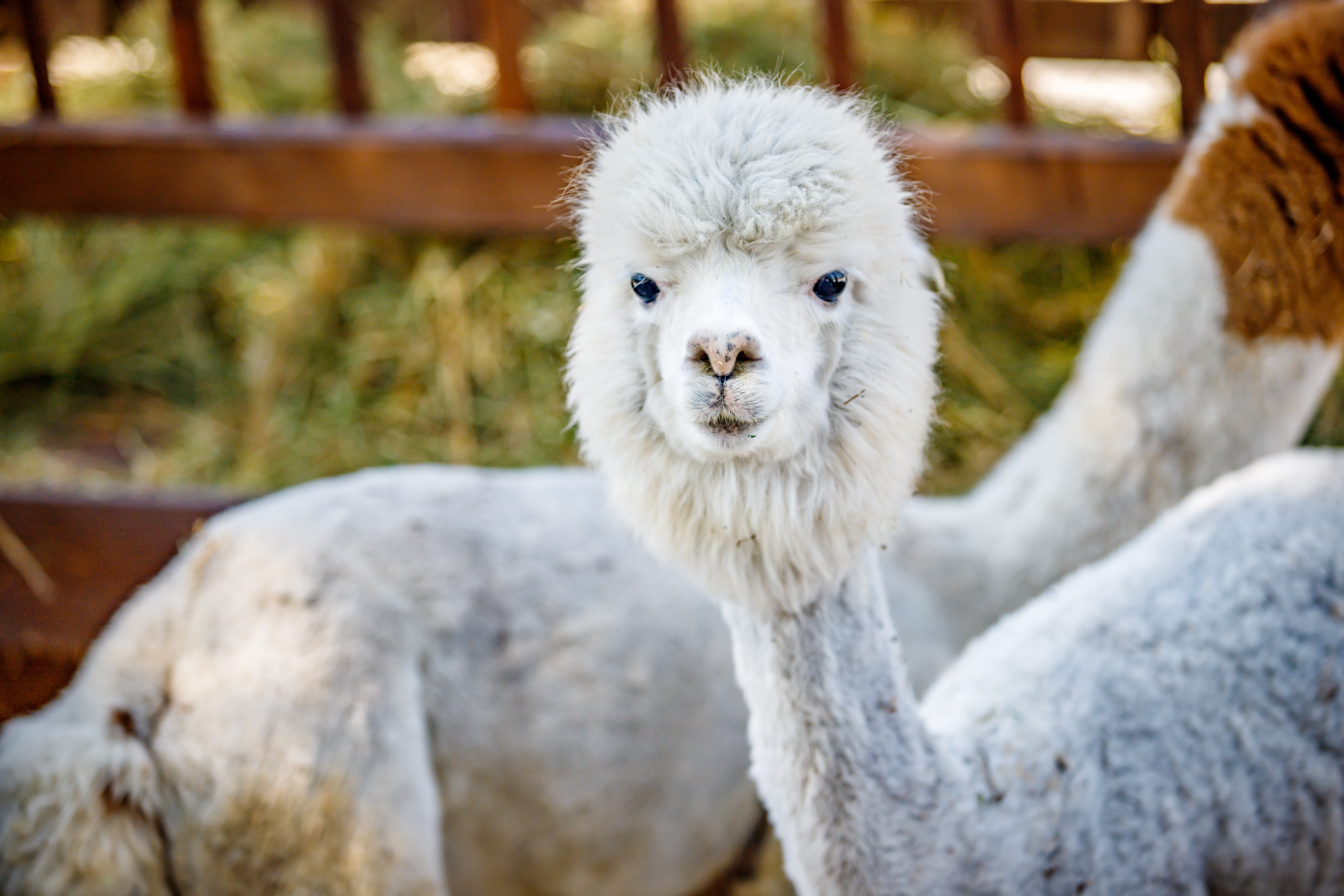 Альпака-парк, анонс. Марк Шишкин — репортажный фотограф в Воронеже и России