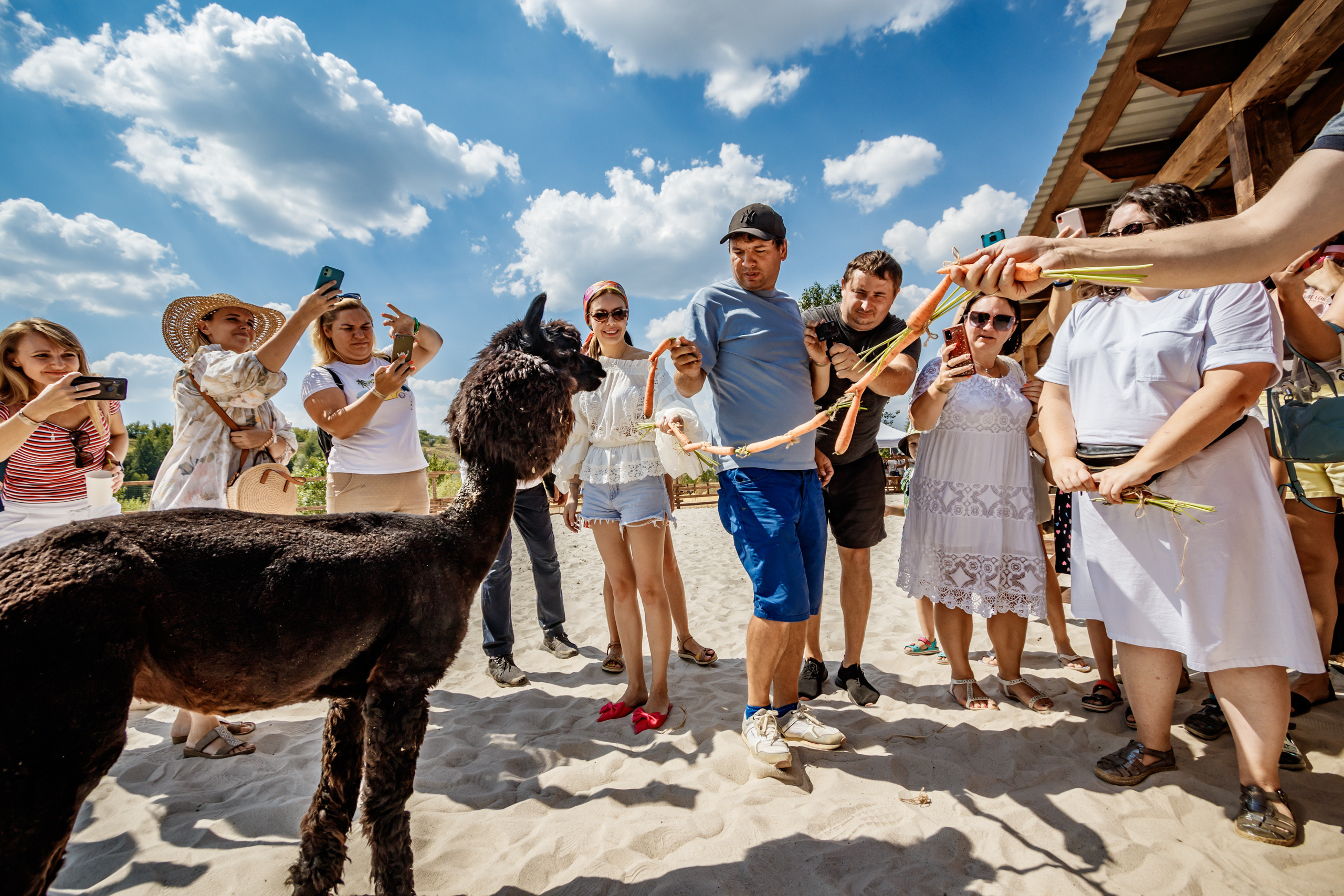 Альпака-парк, анонс. Марк Шишкин — репортажный фотограф в Воронеже и России