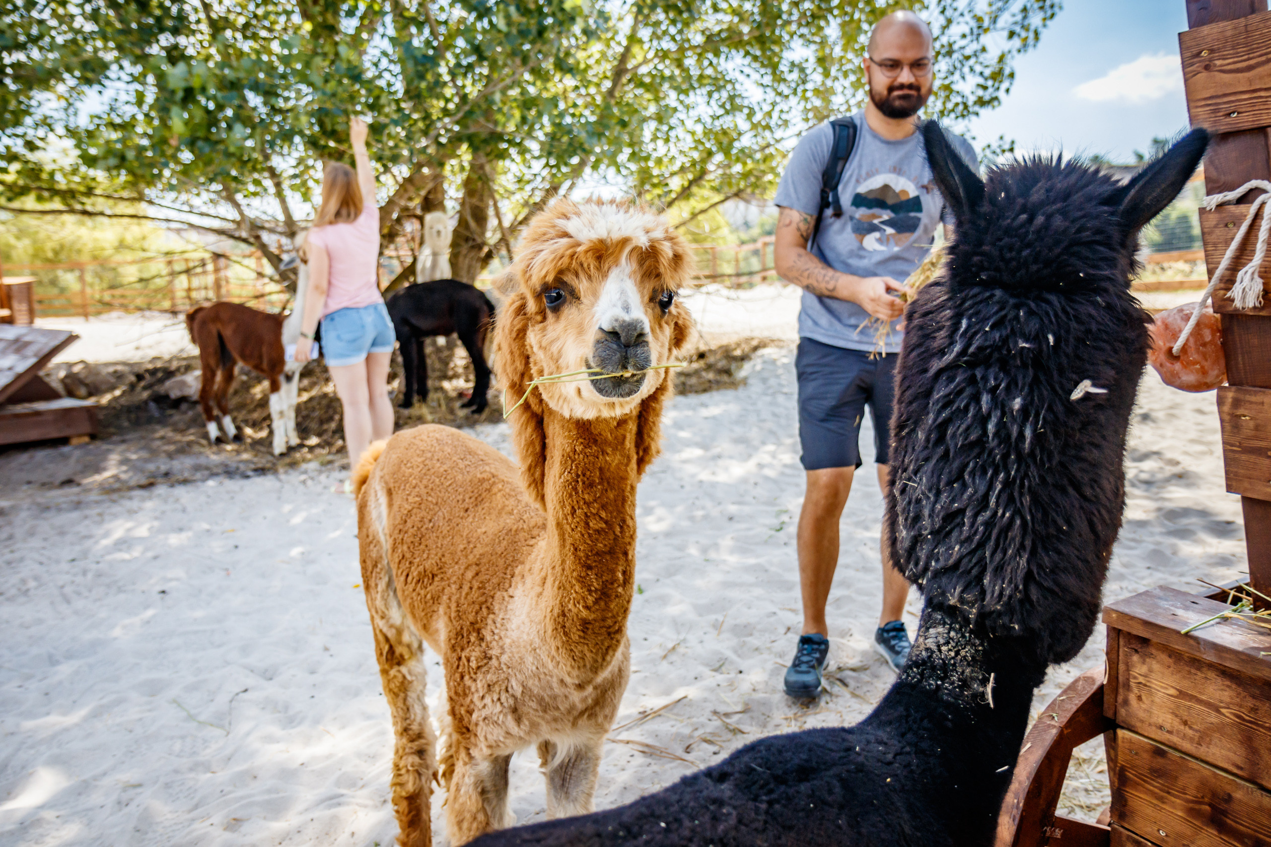 Альпака-парк, анонс. Марк Шишкин — репортажный фотограф в Воронеже и России
