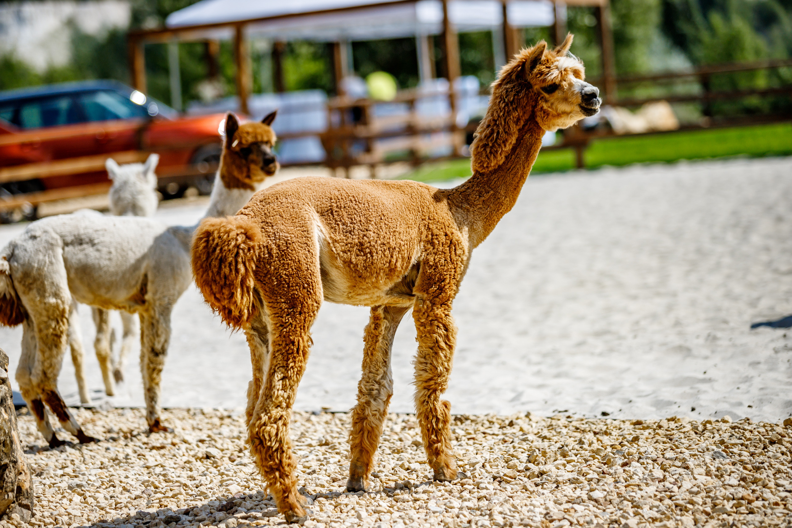 Альпака-парк, анонс. Марк Шишкин — репортажный фотограф в Воронеже и России