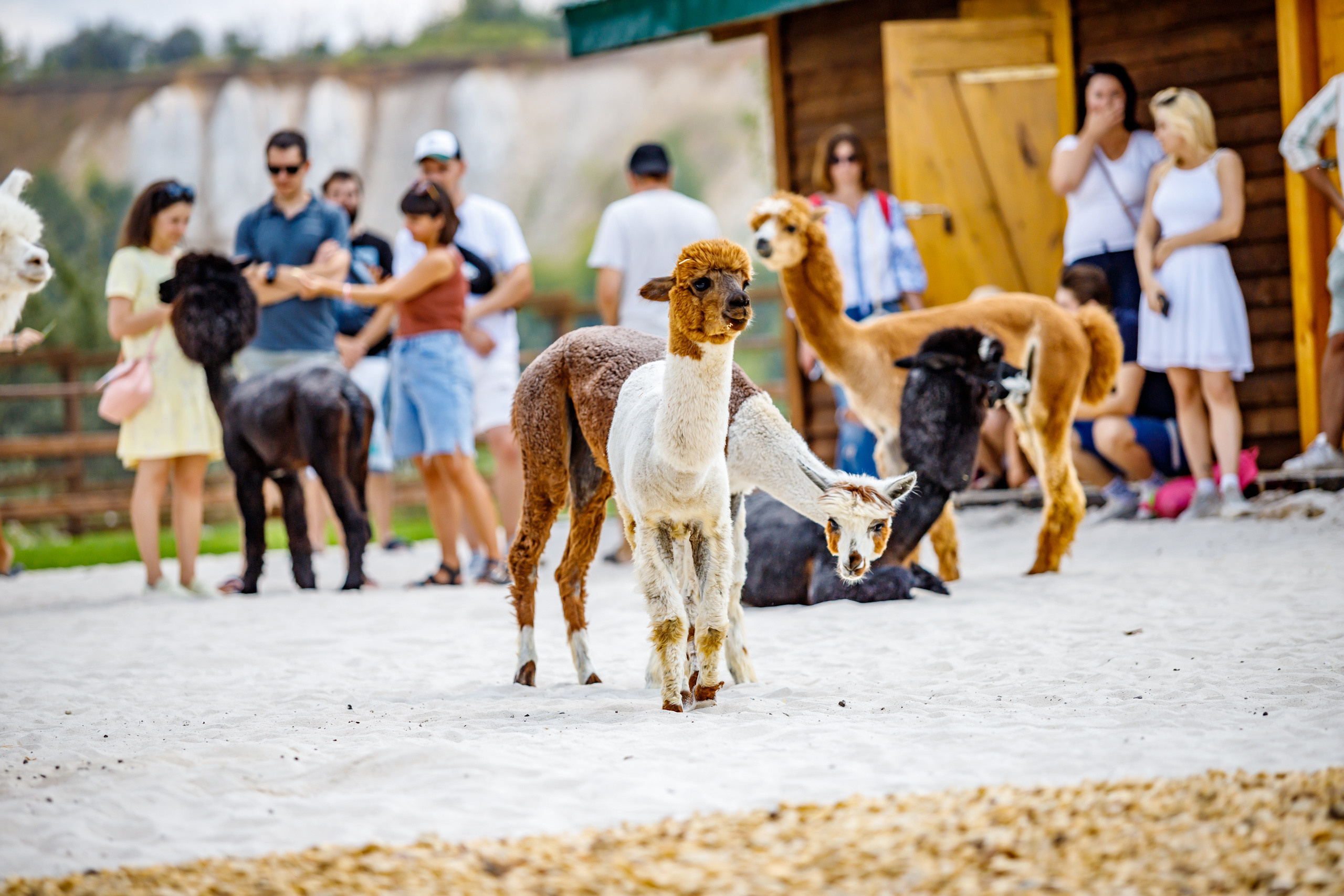 Альпака-парк, анонс. Марк Шишкин — репортажный фотограф в Воронеже и России
