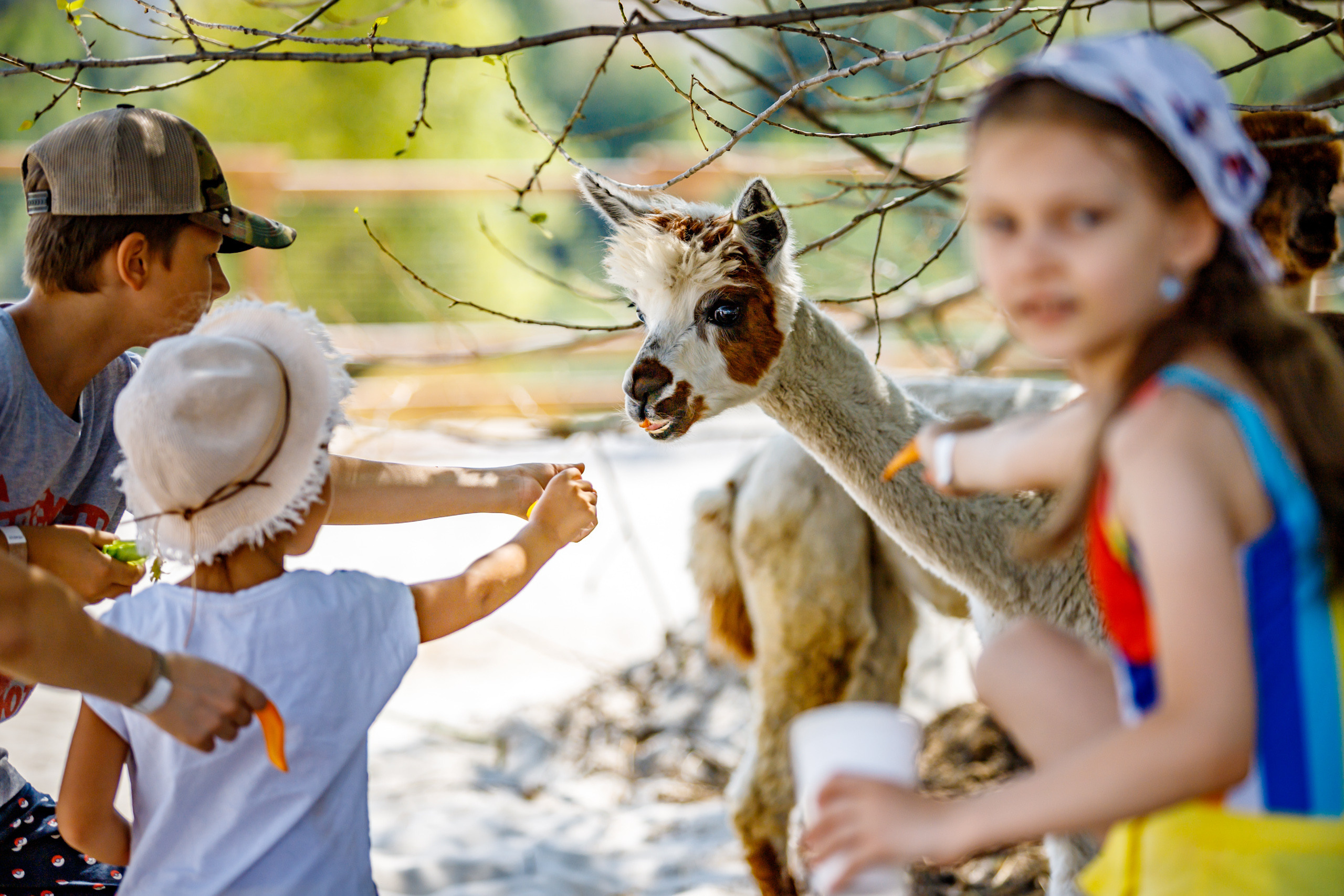 Альпака-парк, анонс. Марк Шишкин — репортажный фотограф в Воронеже и России