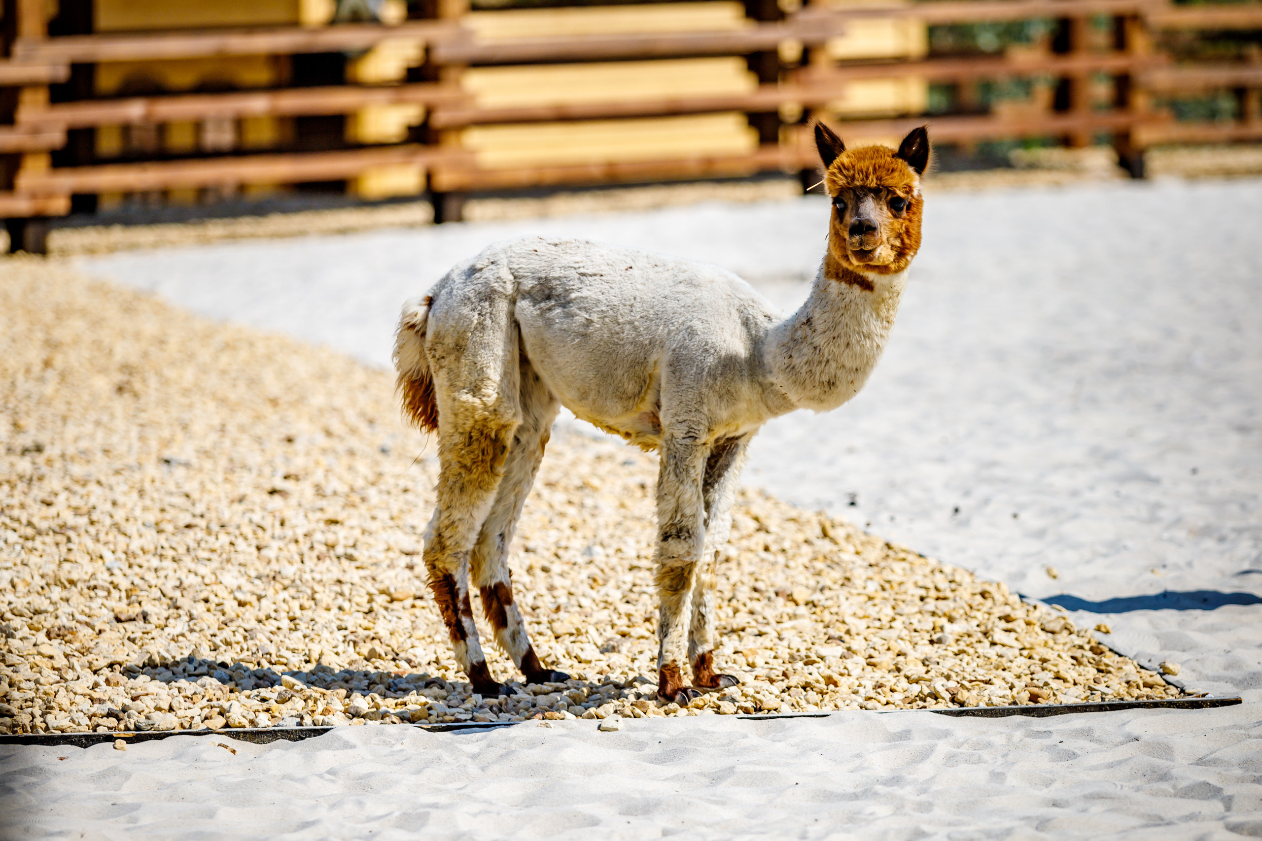 Альпака-парк, анонс. Марк Шишкин — репортажный фотограф в Воронеже и России