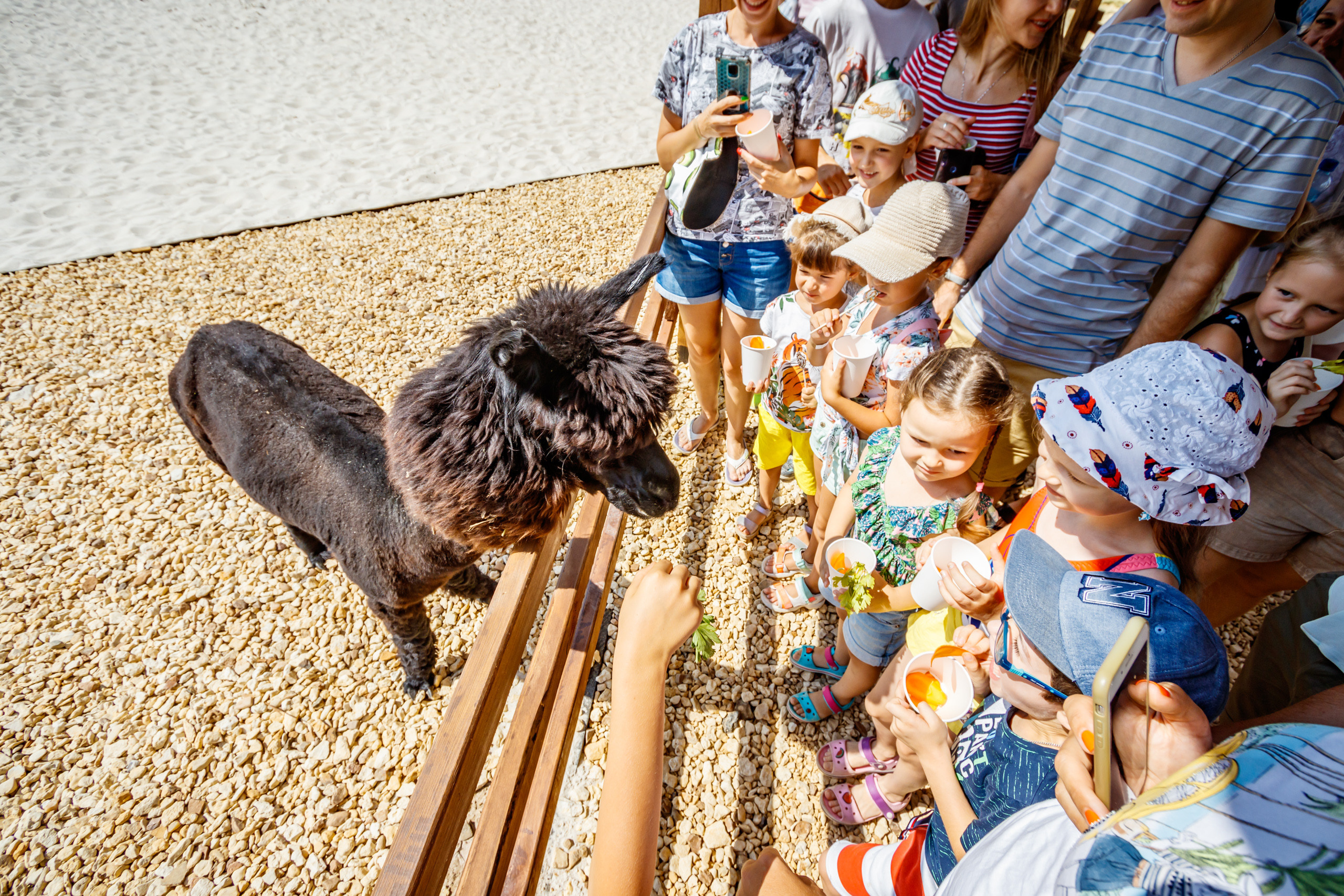 Альпака-парк, анонс. Марк Шишкин — репортажный фотограф в Воронеже и России