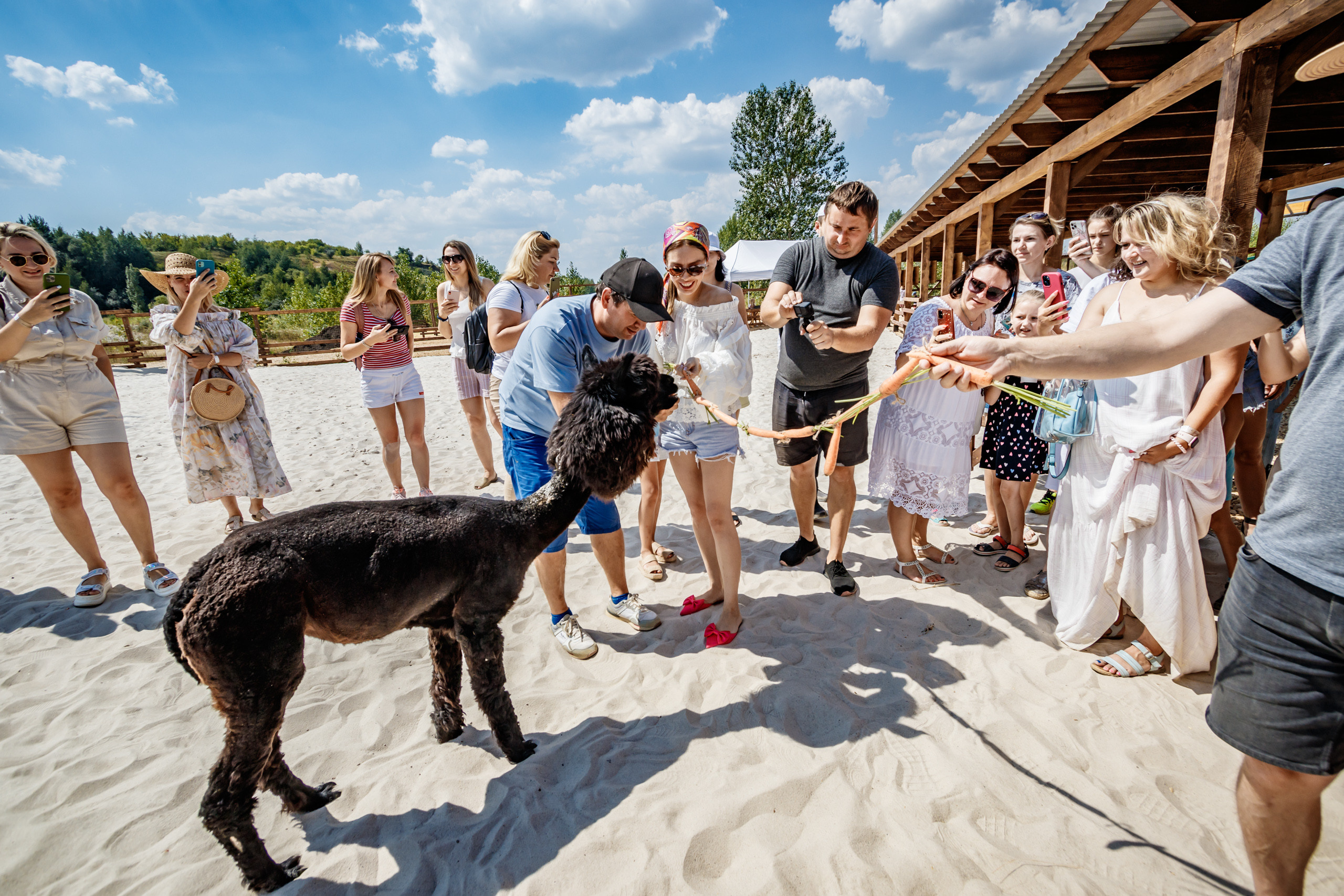 Альпака-парк, анонс. Марк Шишкин — репортажный фотограф в Воронеже и России