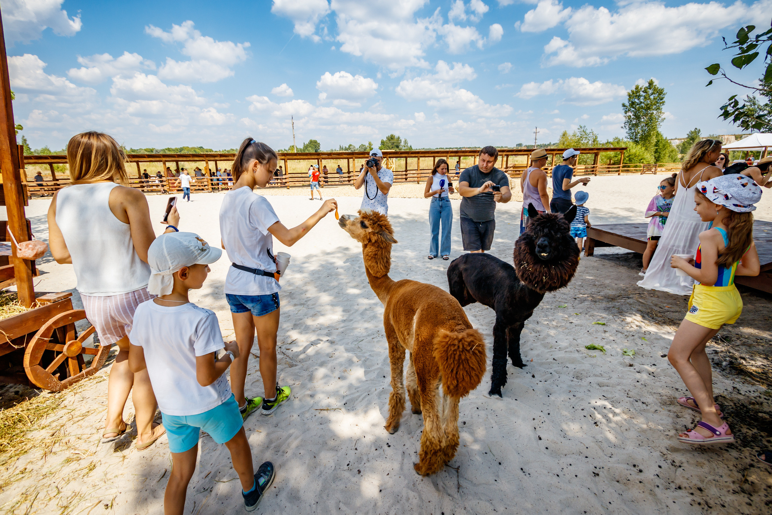 Альпака-парк, анонс. Марк Шишкин — репортажный фотограф в Воронеже и России