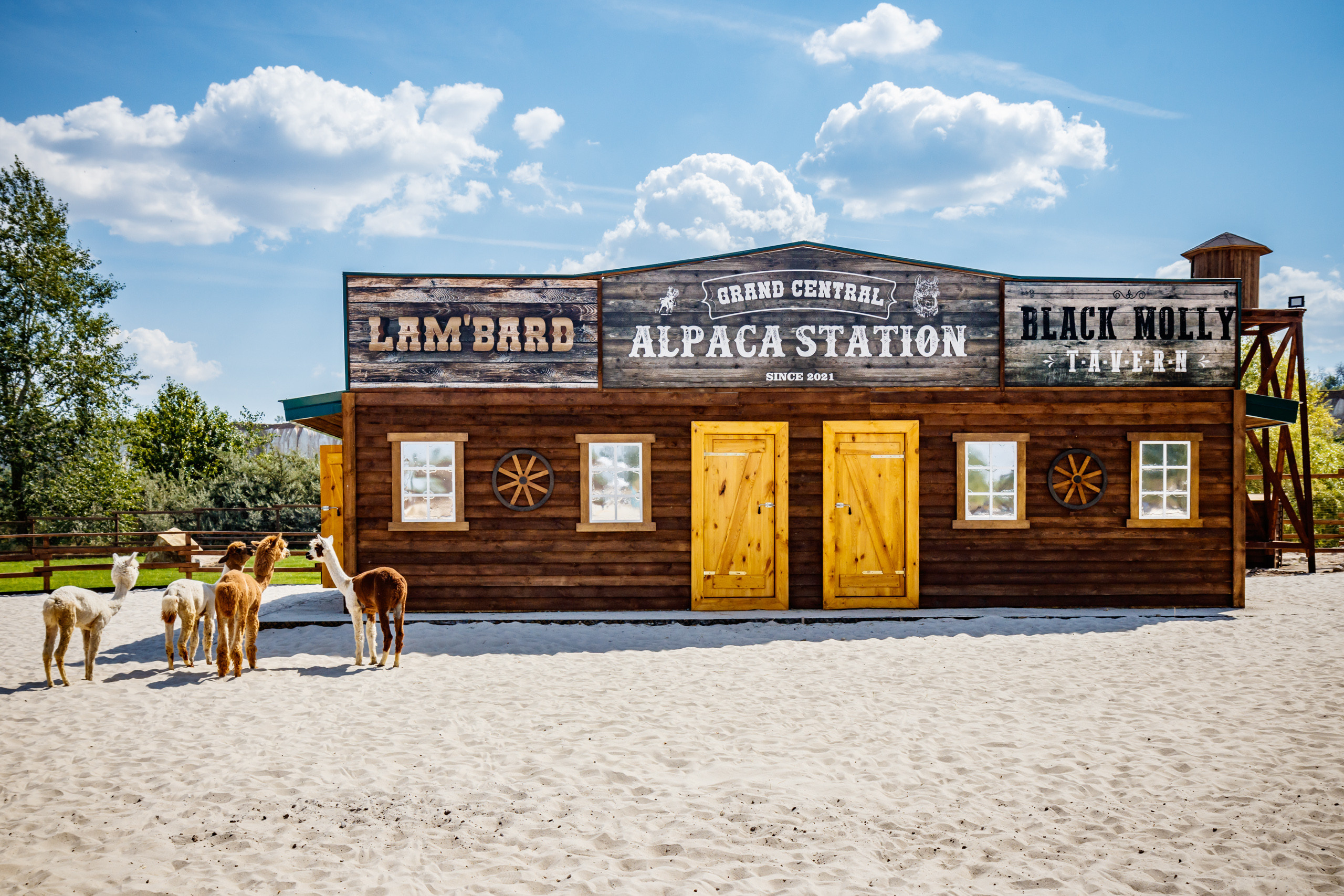 Альпака-парк, анонс. Марк Шишкин — репортажный фотограф в Воронеже и России