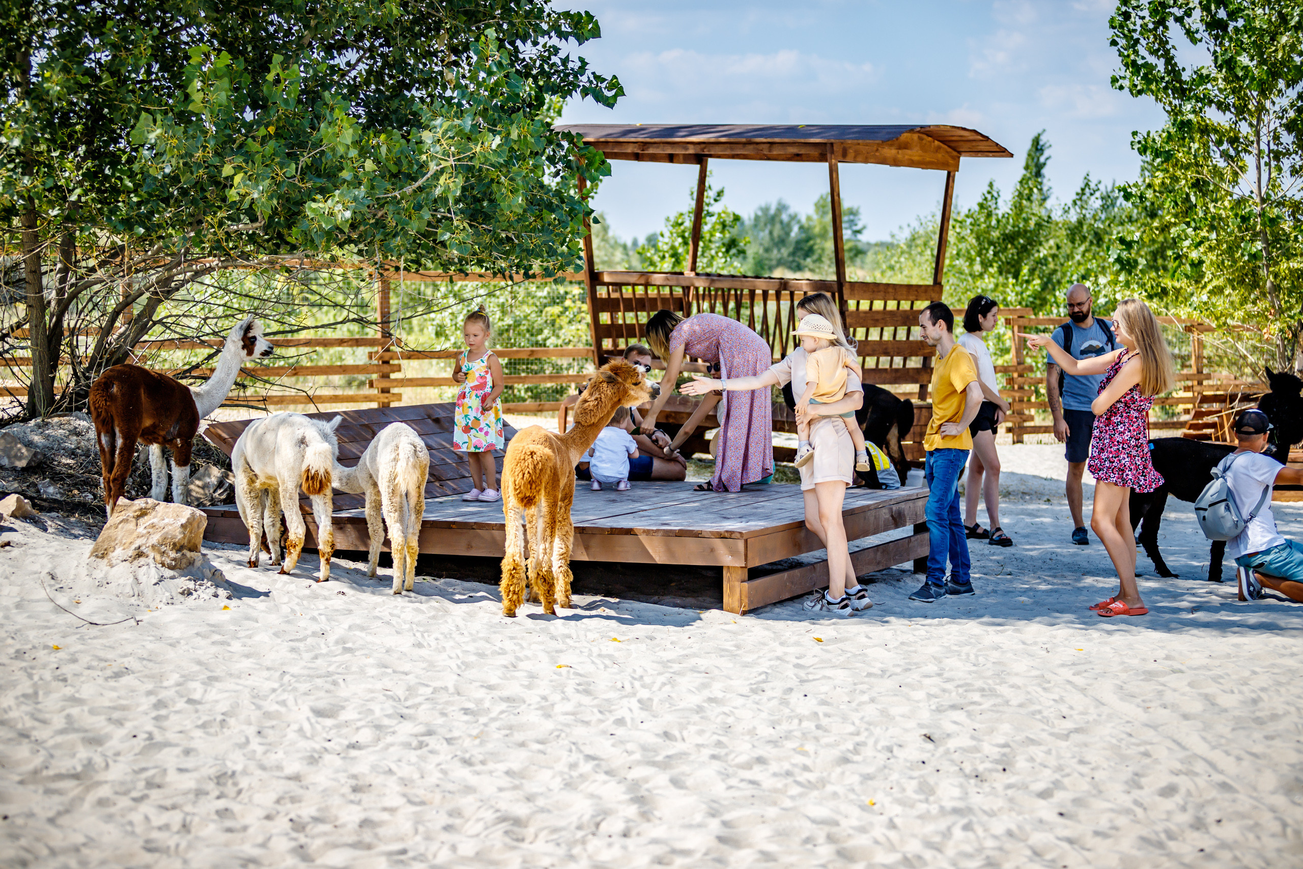 Альпака-парк, анонс. Марк Шишкин — репортажный фотограф в Воронеже и России