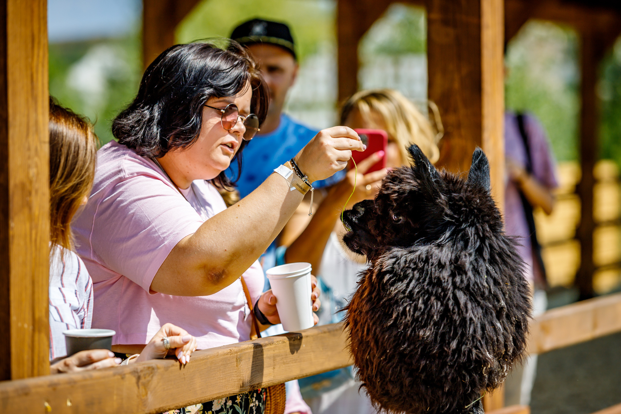 Альпака-парк, анонс. Марк Шишкин — репортажный фотограф в Воронеже и России