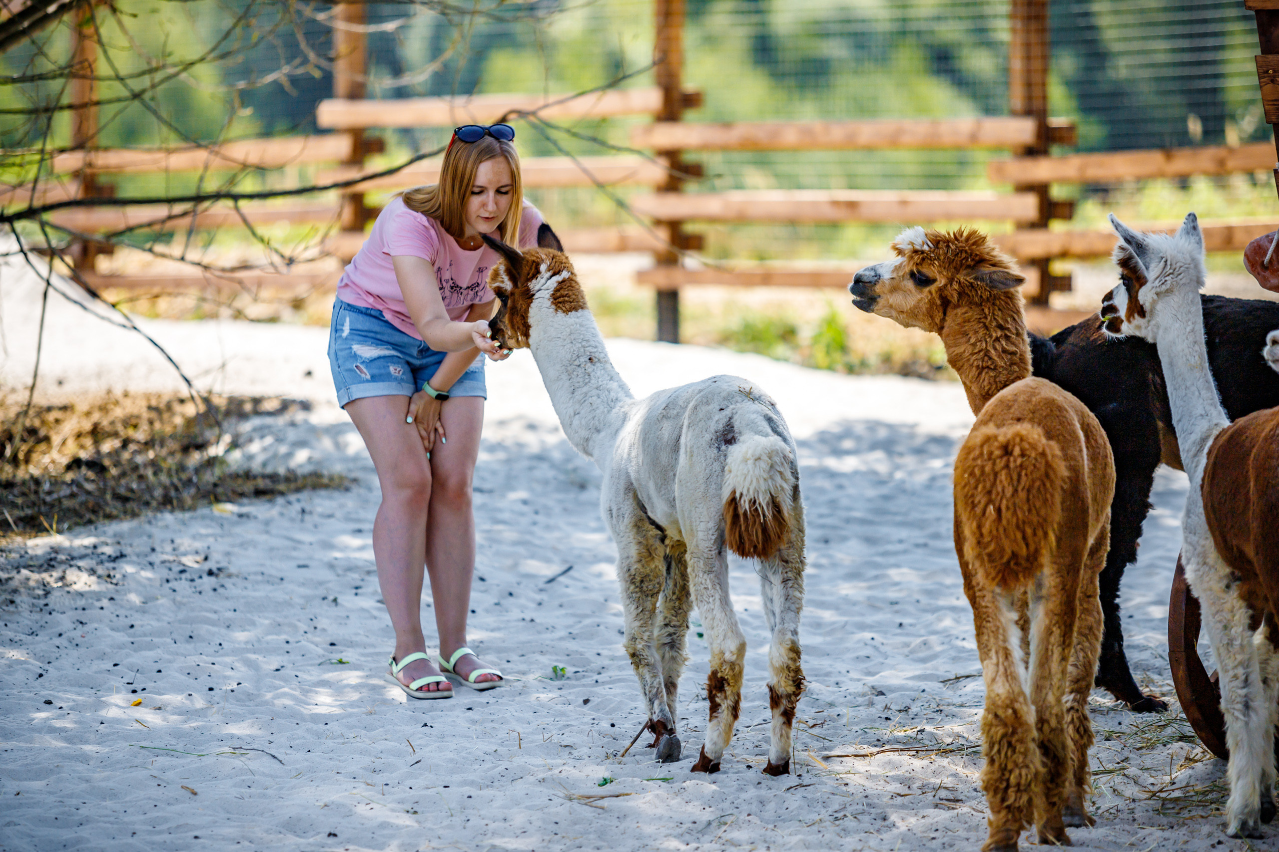 Альпака-парк, анонс. Марк Шишкин — репортажный фотограф в Воронеже и России