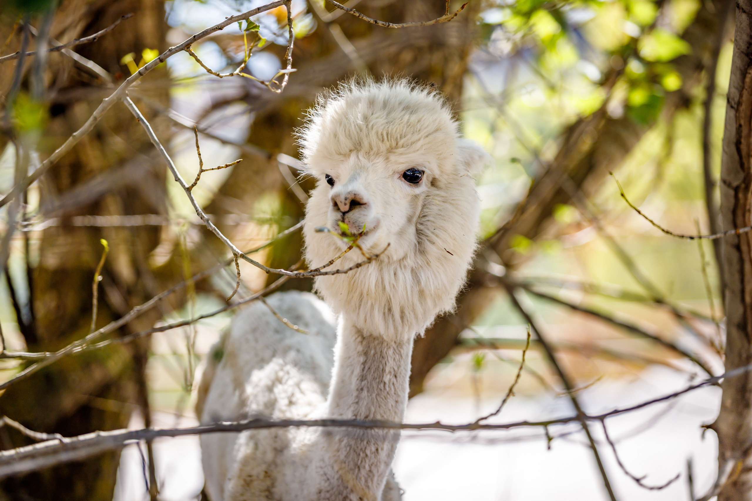 Альпака-парк, анонс. Марк Шишкин — репортажный фотограф в Воронеже и России