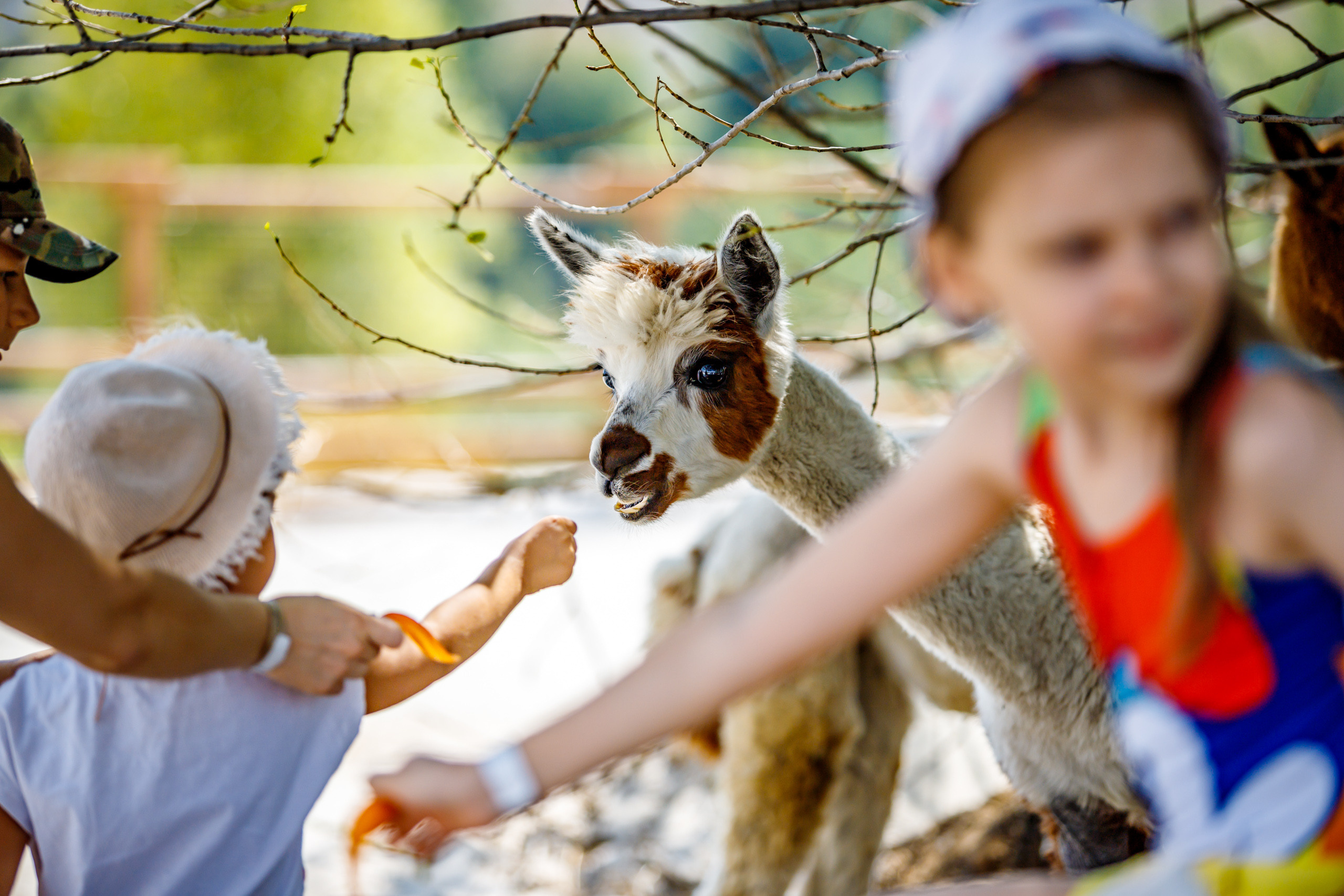 Альпака-парк, анонс. Марк Шишкин — репортажный фотограф в Воронеже и России
