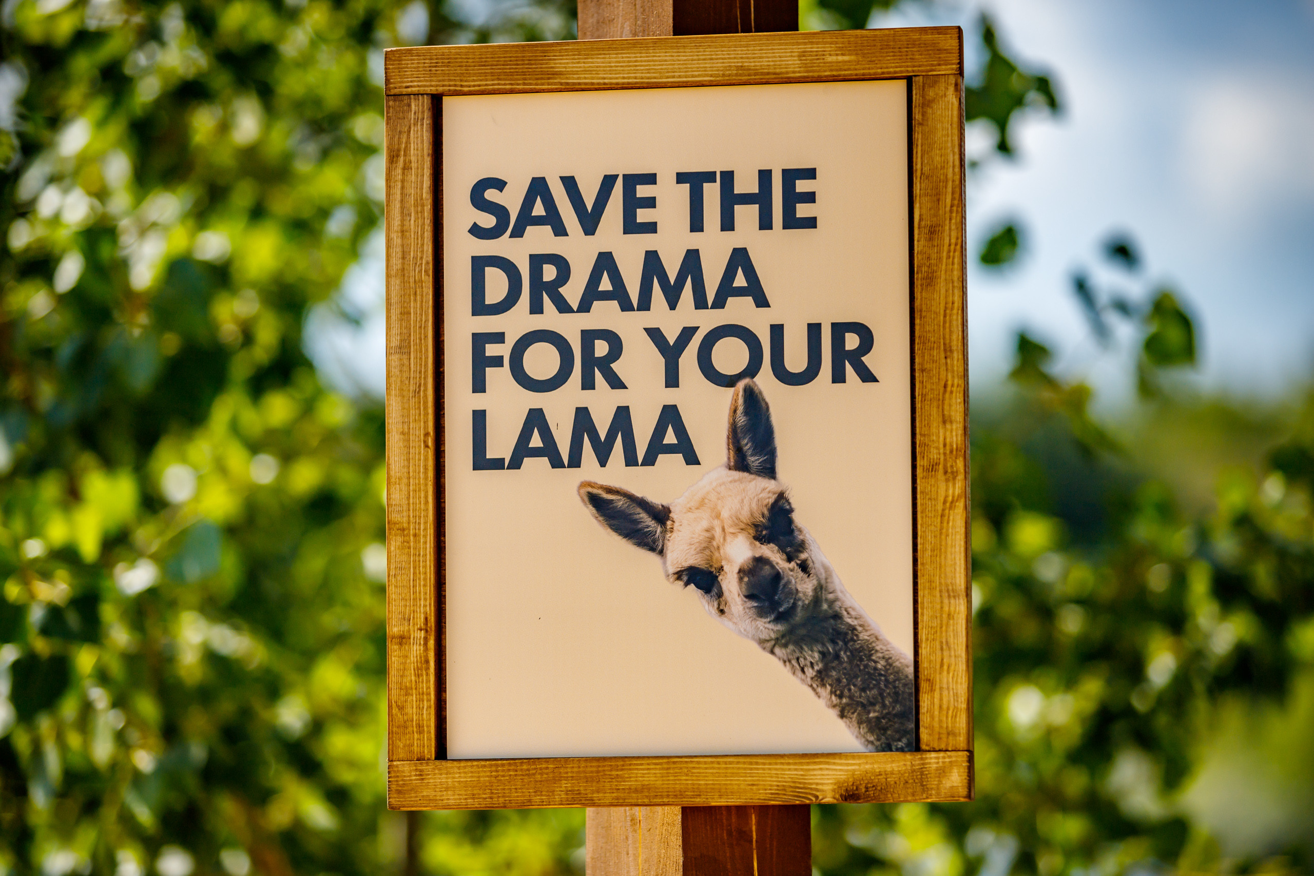 Альпака-парк, анонс. Марк Шишкин — репортажный фотограф в Воронеже и России