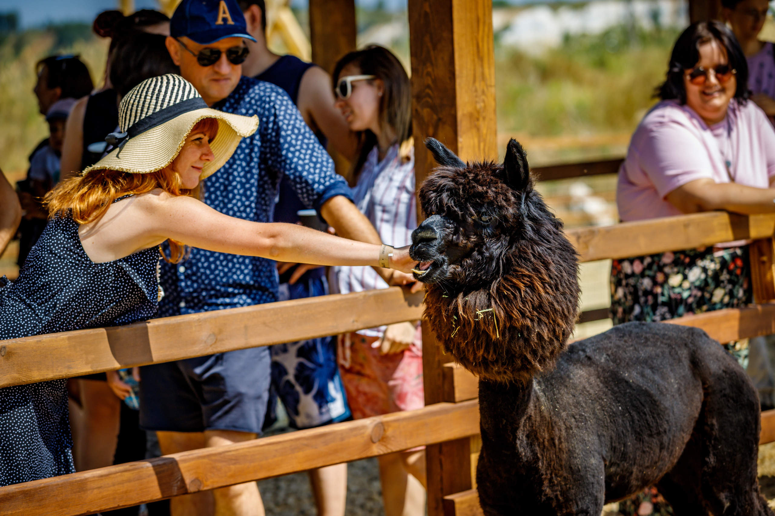 Альпака-парк, анонс. Марк Шишкин — репортажный фотограф в Воронеже и России