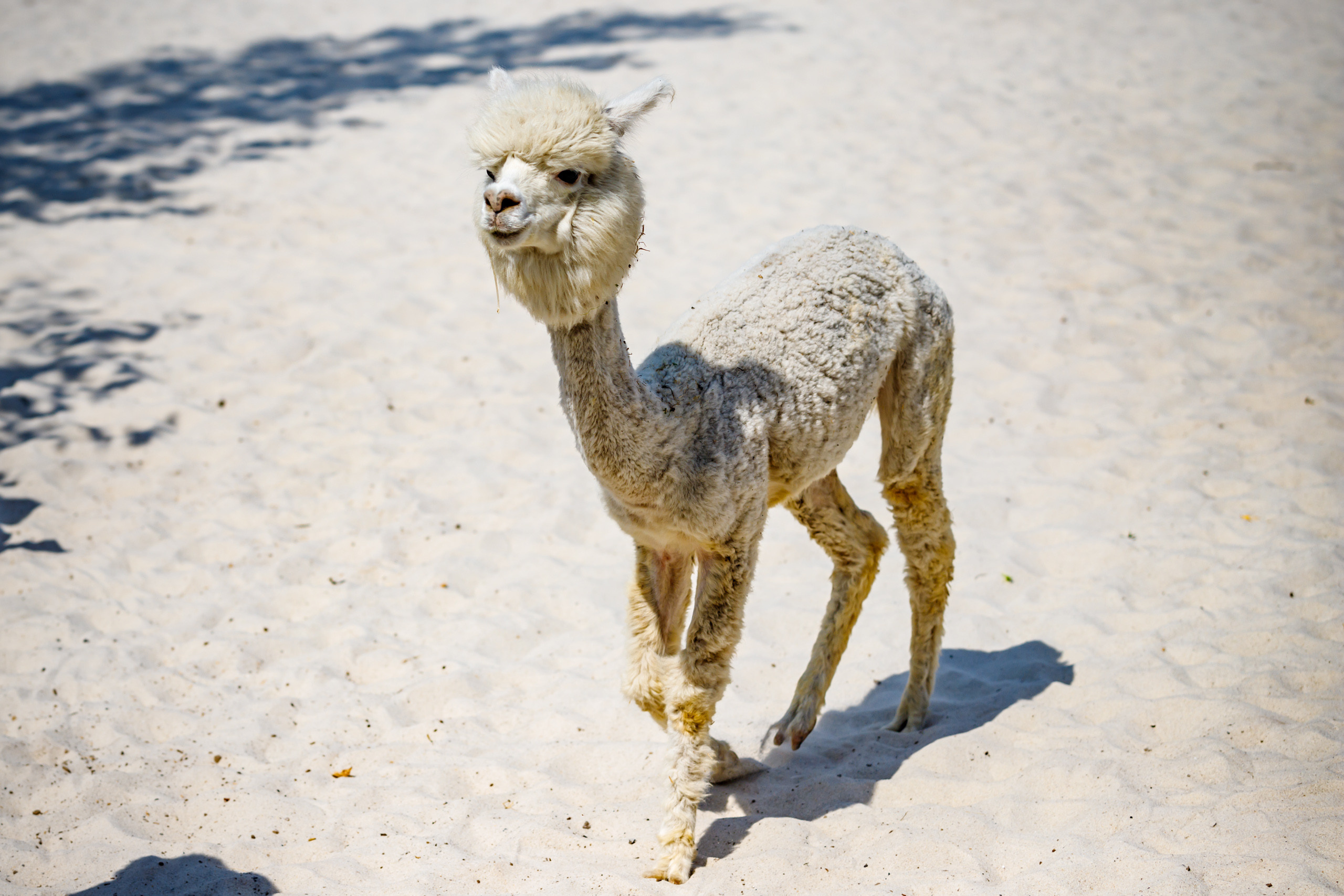 Альпака-парк, анонс. Марк Шишкин — репортажный фотограф в Воронеже и России