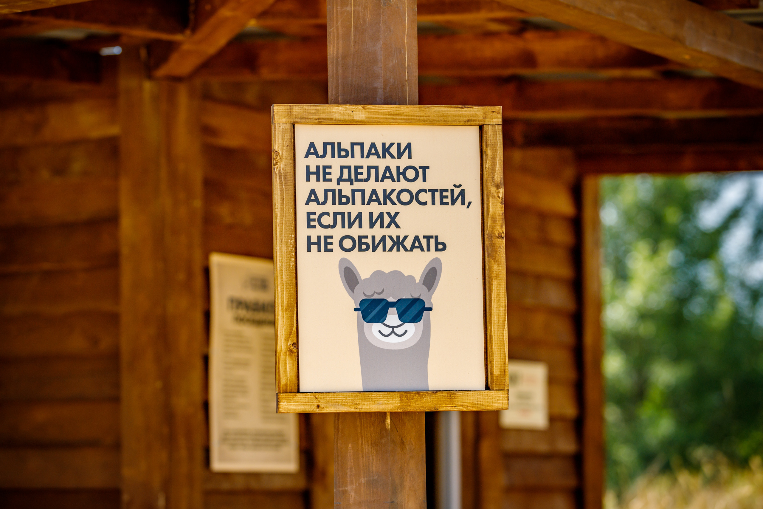 Альпака-парк, анонс. Марк Шишкин — репортажный фотограф в Воронеже и России