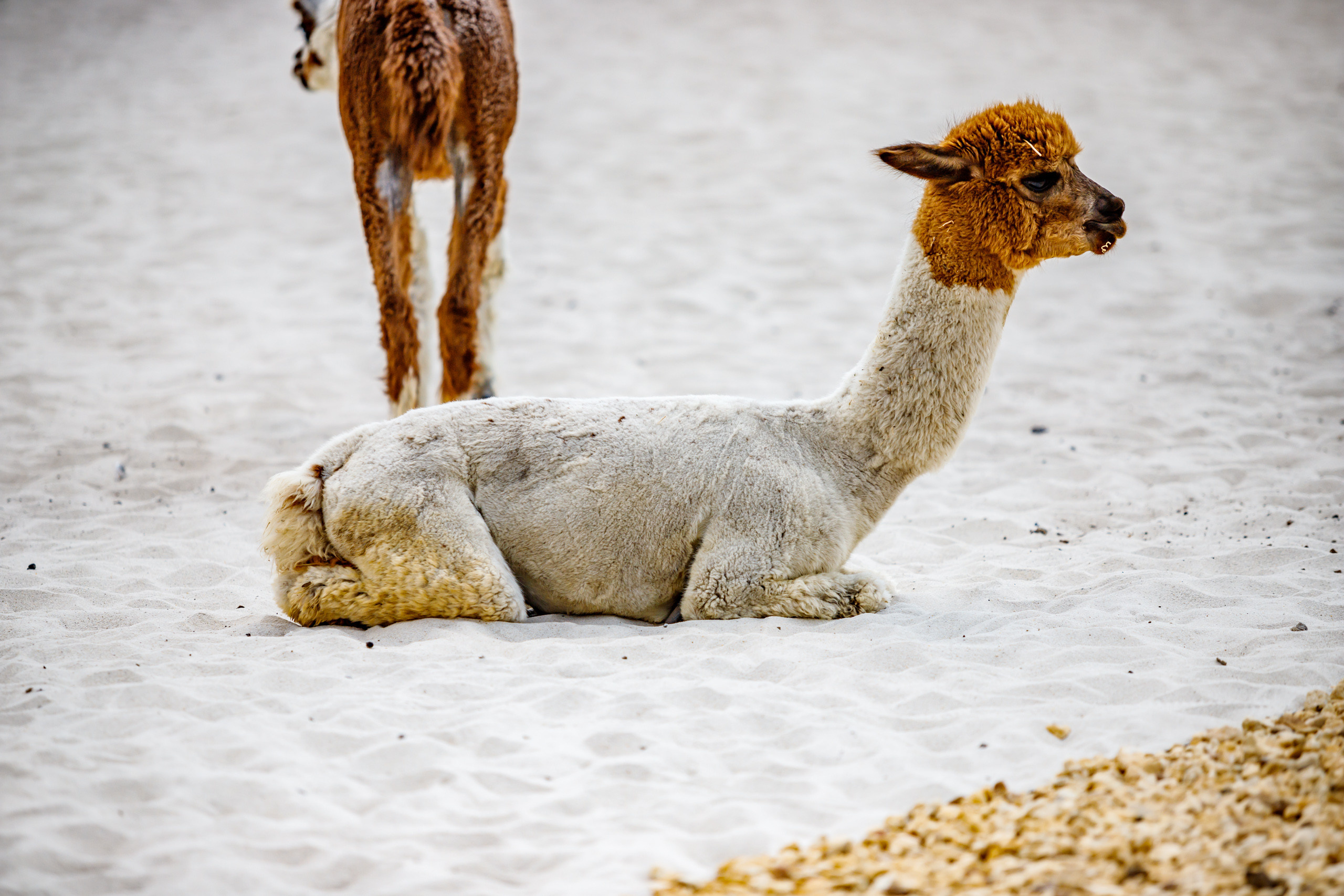 Альпака-парк, анонс. Марк Шишкин — репортажный фотограф в Воронеже и России