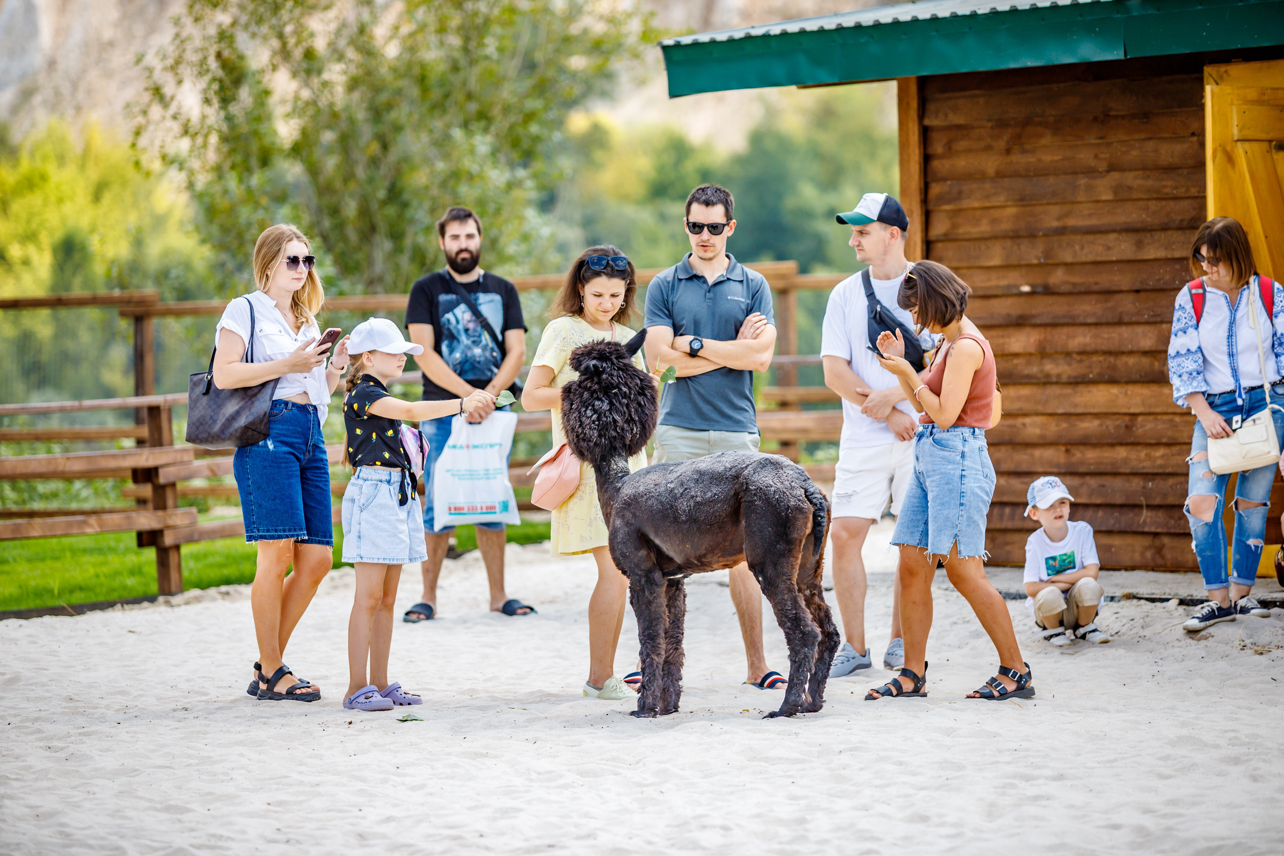 Альпака-парк, анонс. Марк Шишкин — репортажный фотограф в Воронеже и России