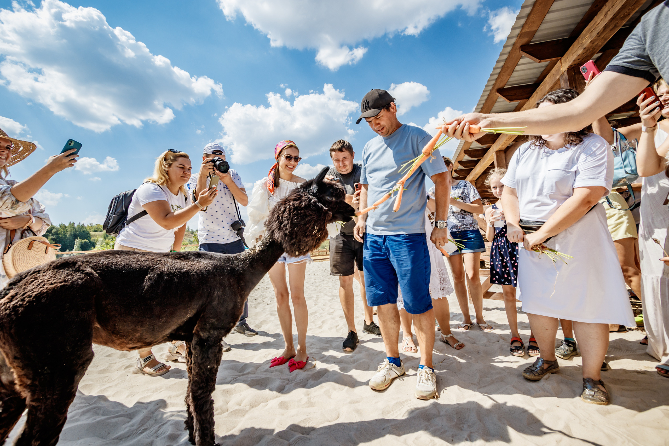 Альпака-парк, анонс. Марк Шишкин — репортажный фотограф в Воронеже и России