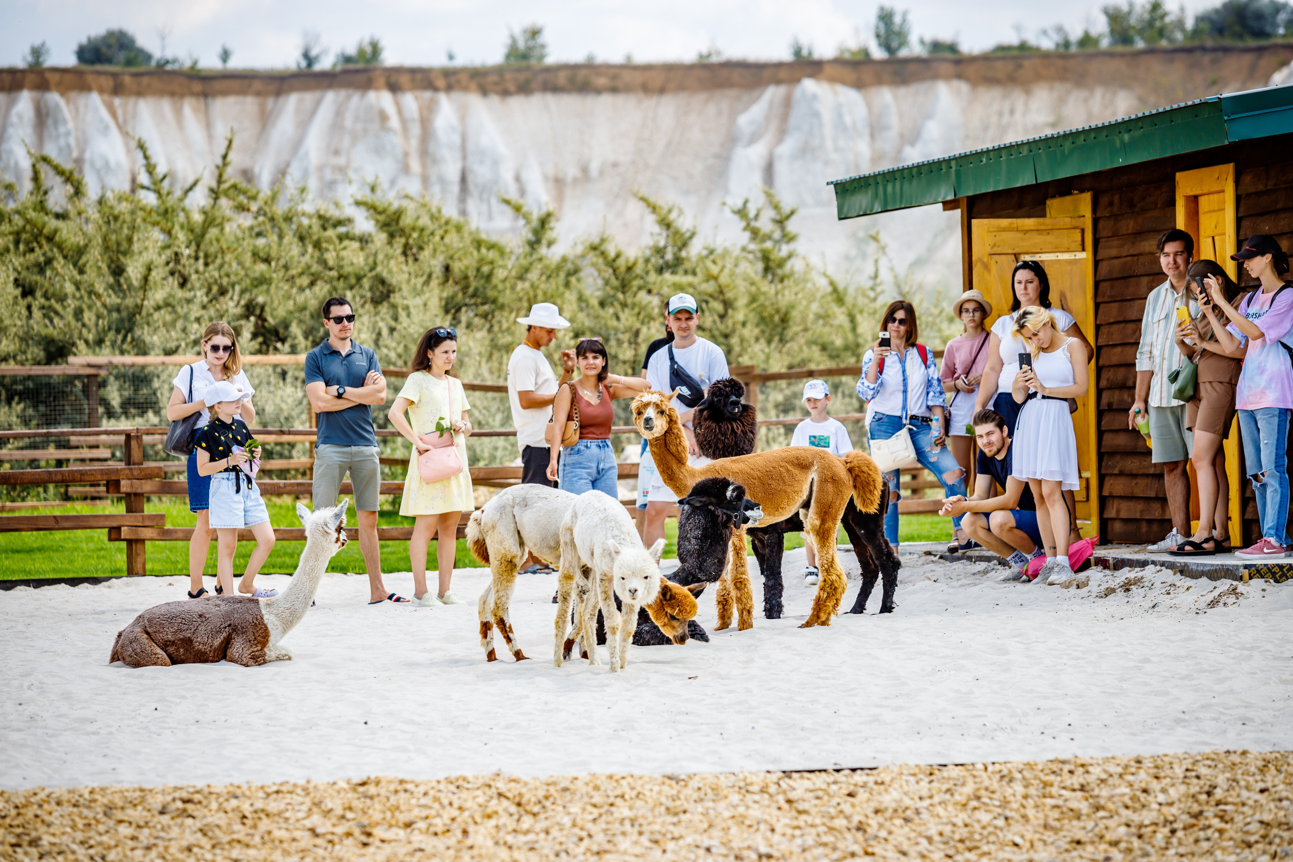 Альпака-парк, анонс. Марк Шишкин — репортажный фотограф в Воронеже и России