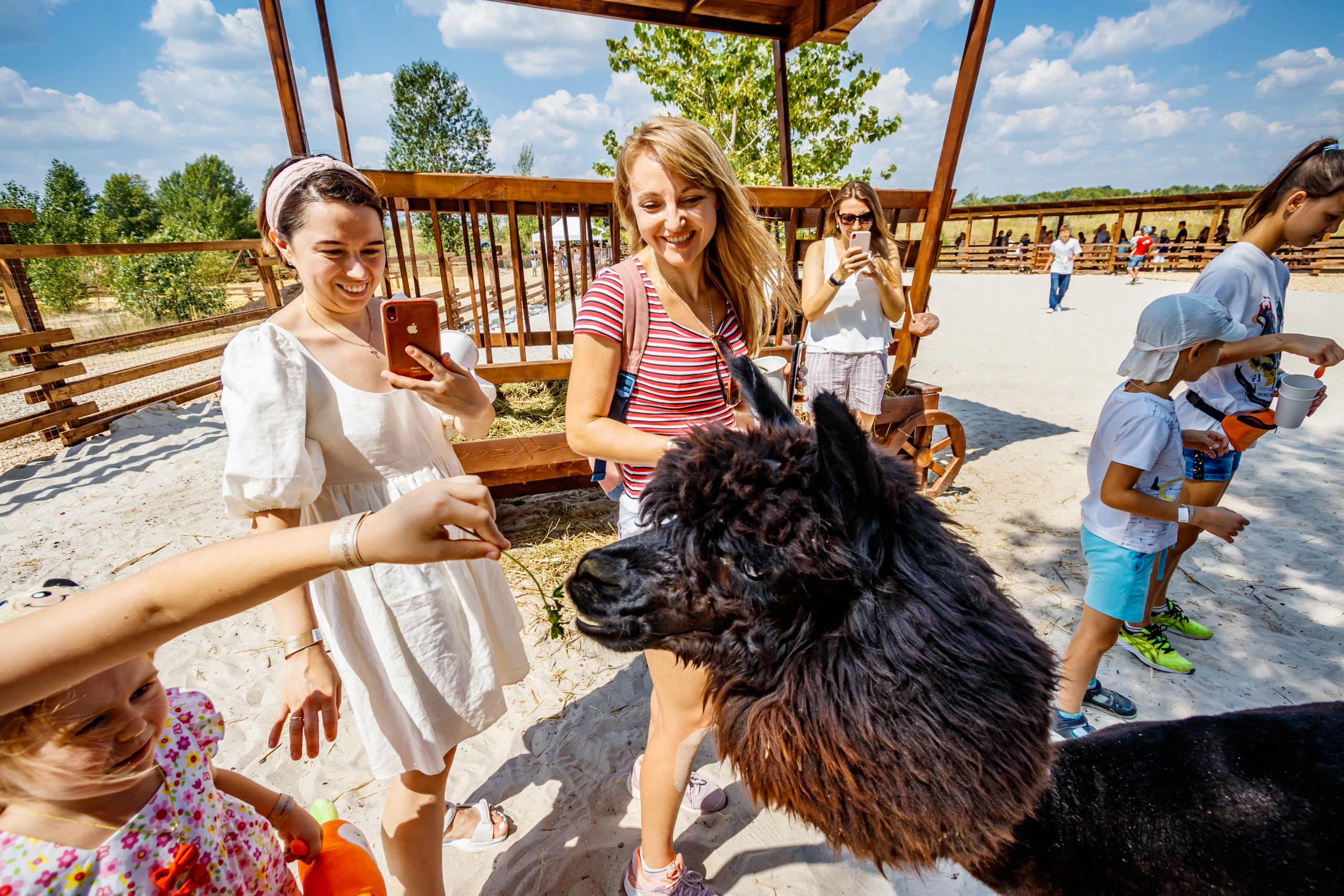 Альпака-парк, анонс. Марк Шишкин — репортажный фотограф в Воронеже и России